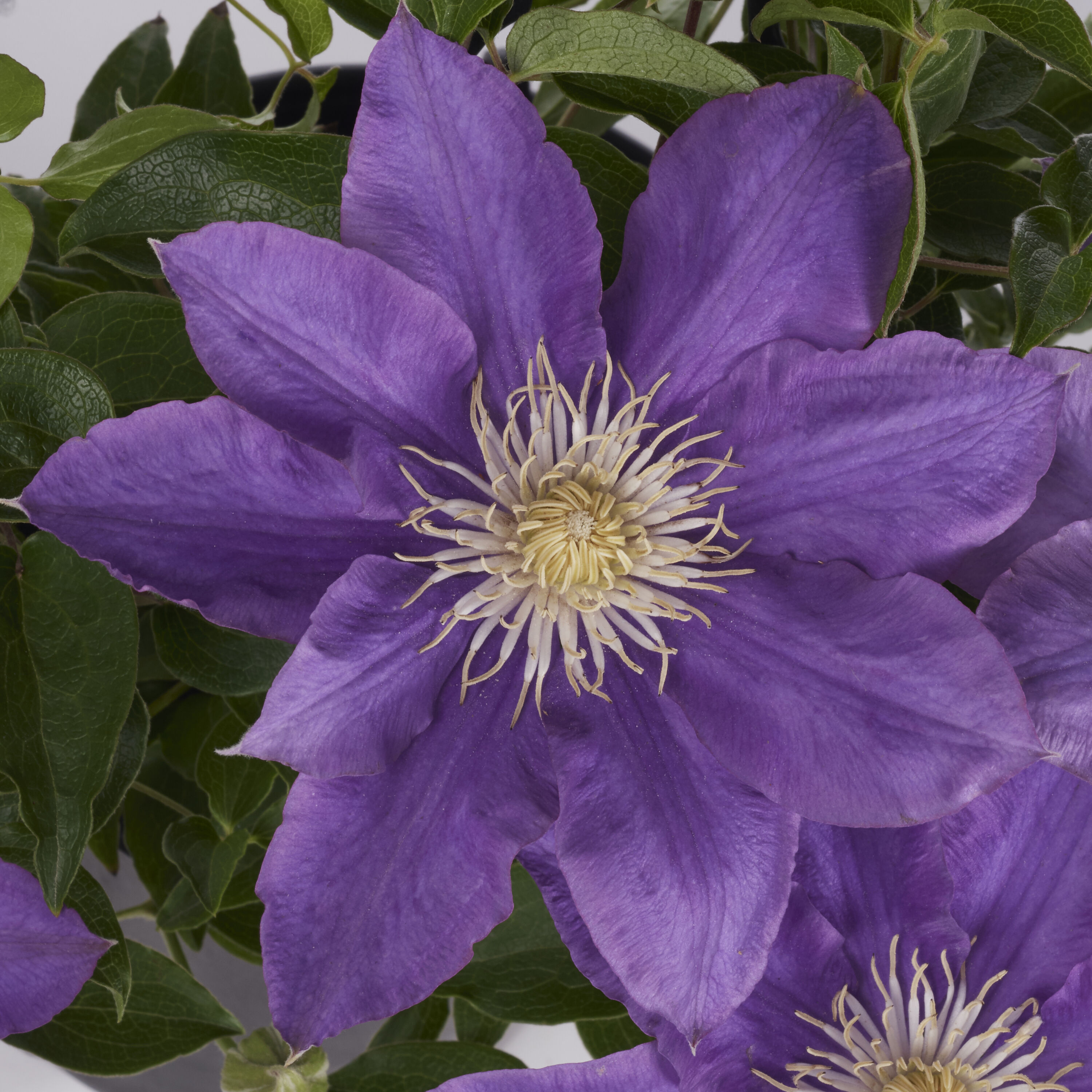 Lowe's NURSERY 2.25 -Gallon Pot Clematis 1