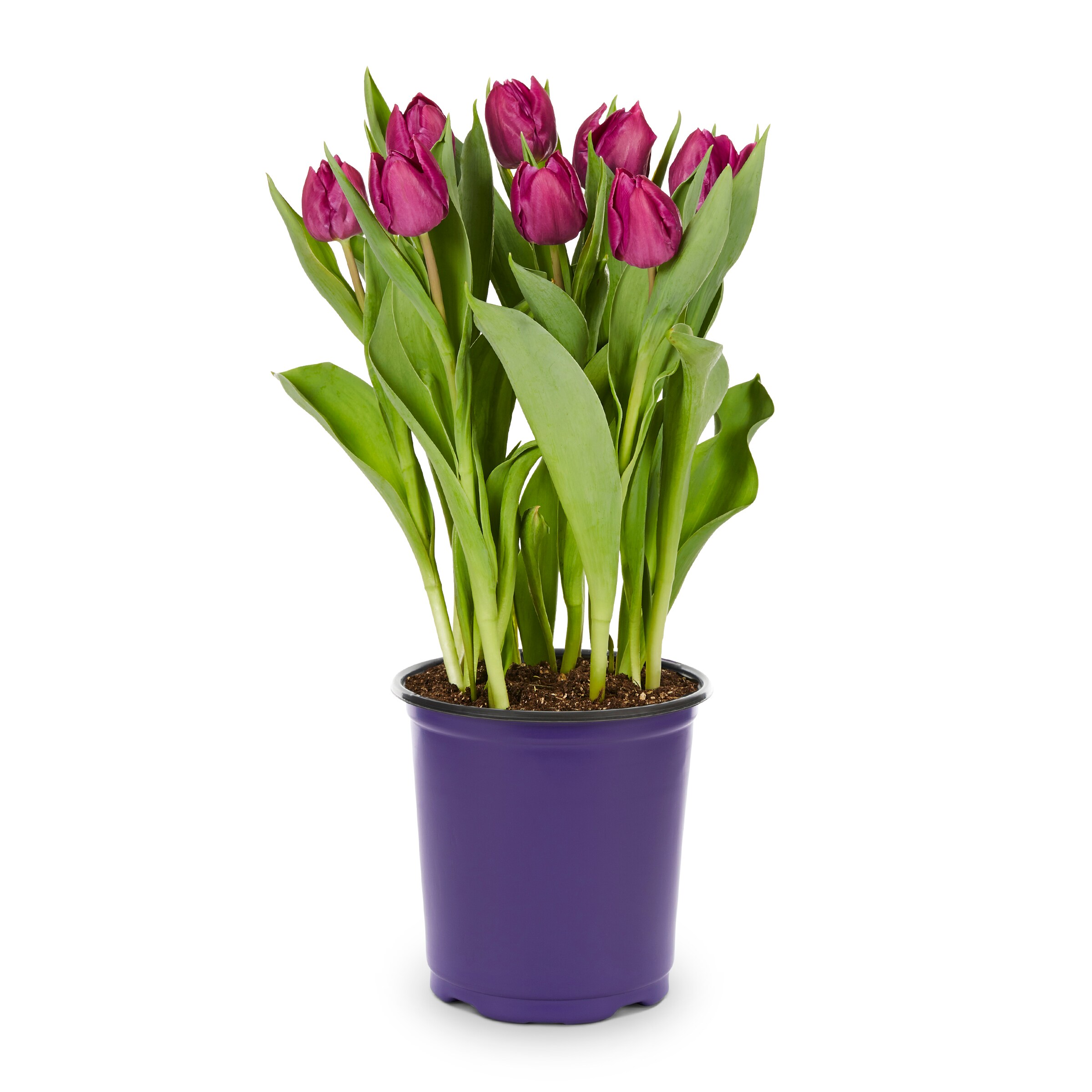 Lowe's 552030 annuals - View #7