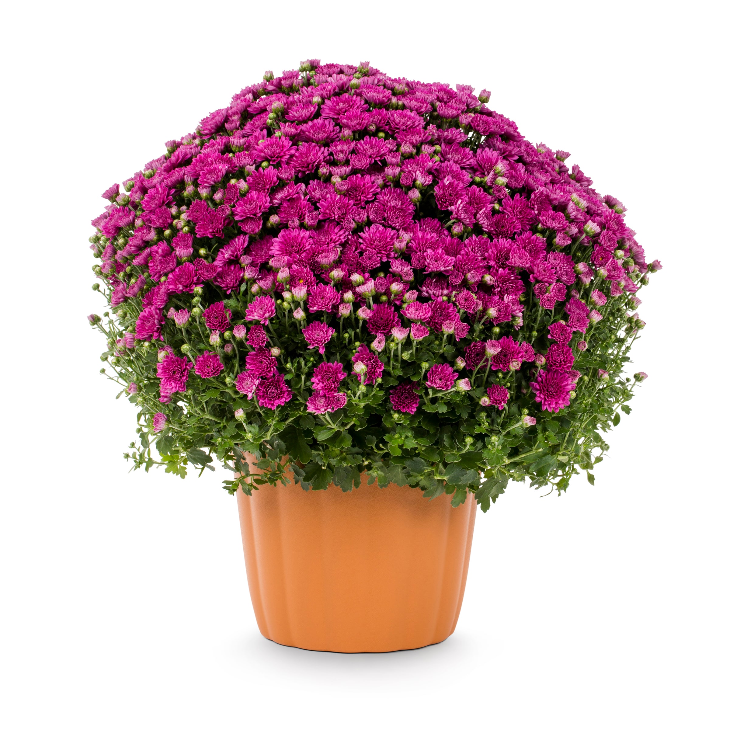 Lowe's Purple Mum in 3-Quart Planter at Lowes.com