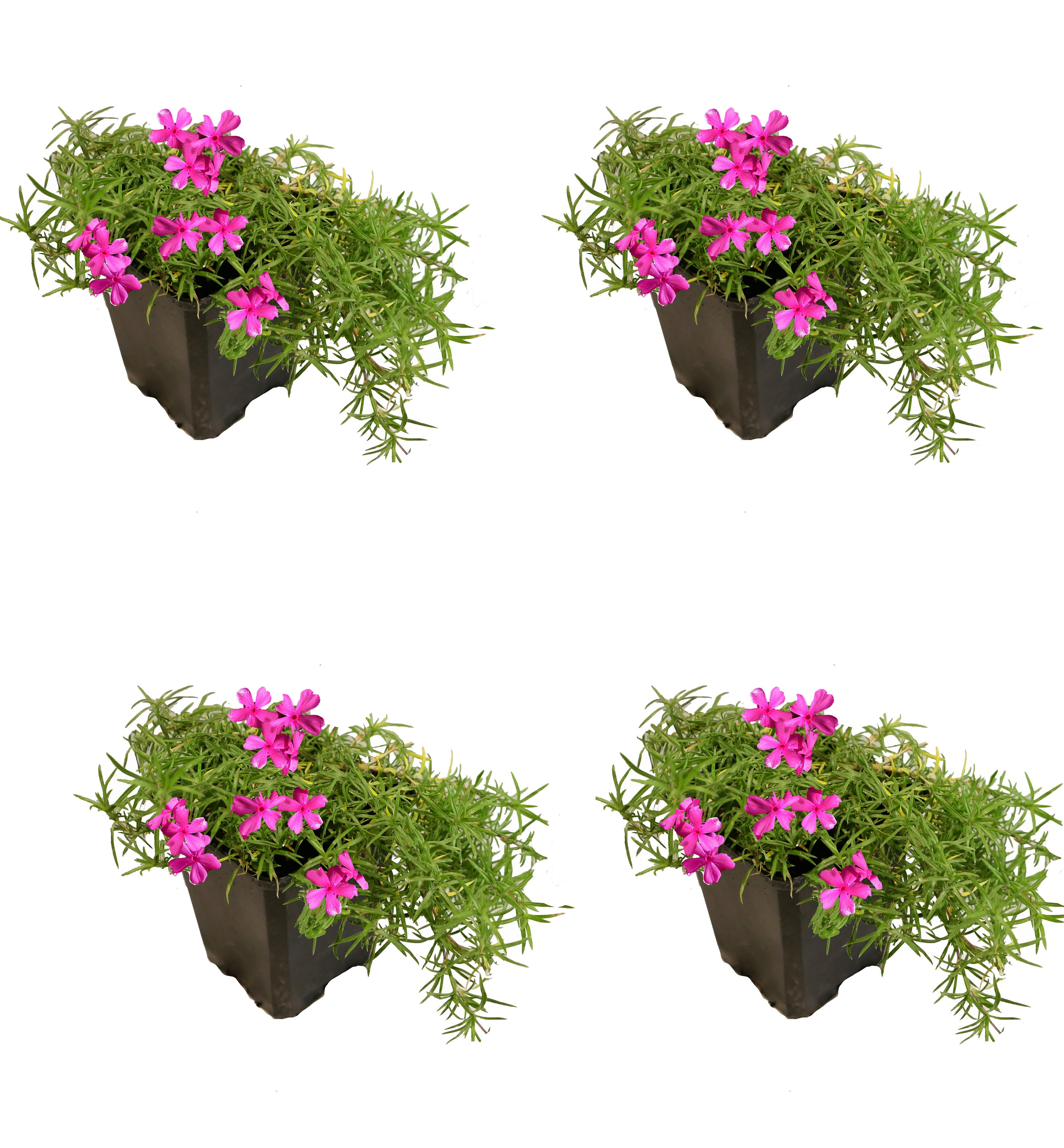  1133 Pink Creeping Phlox Plant in 1 -Quart Pot 4.0 -Pack