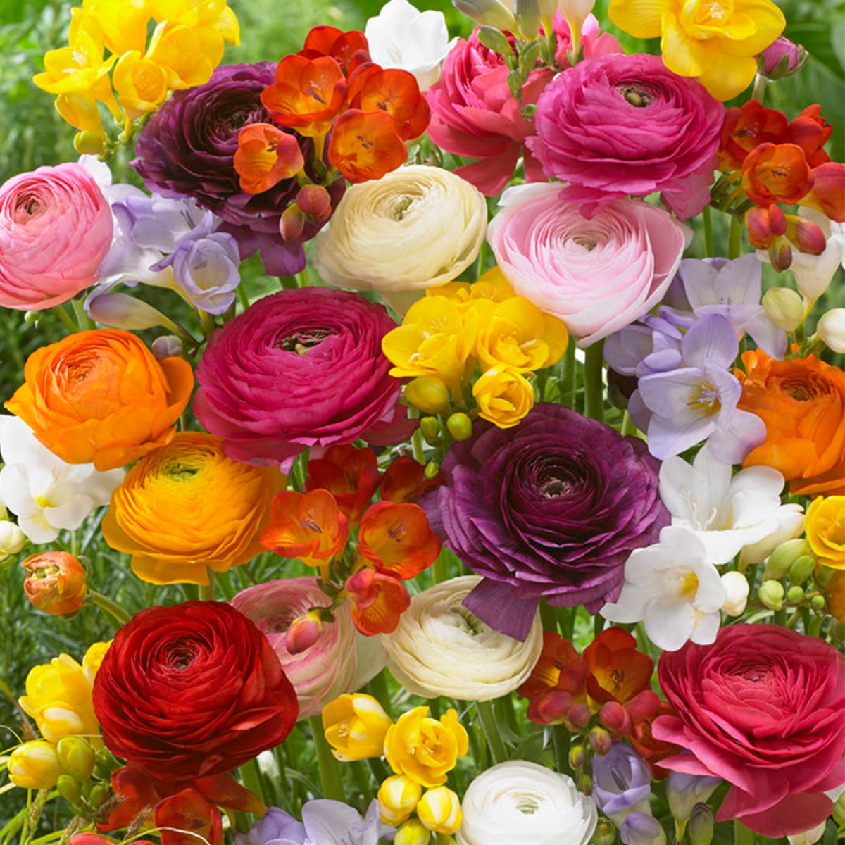 Van Zyverden 88250 Multicolor Freesia and Ranunculus Mixture Bulbs 75 Count