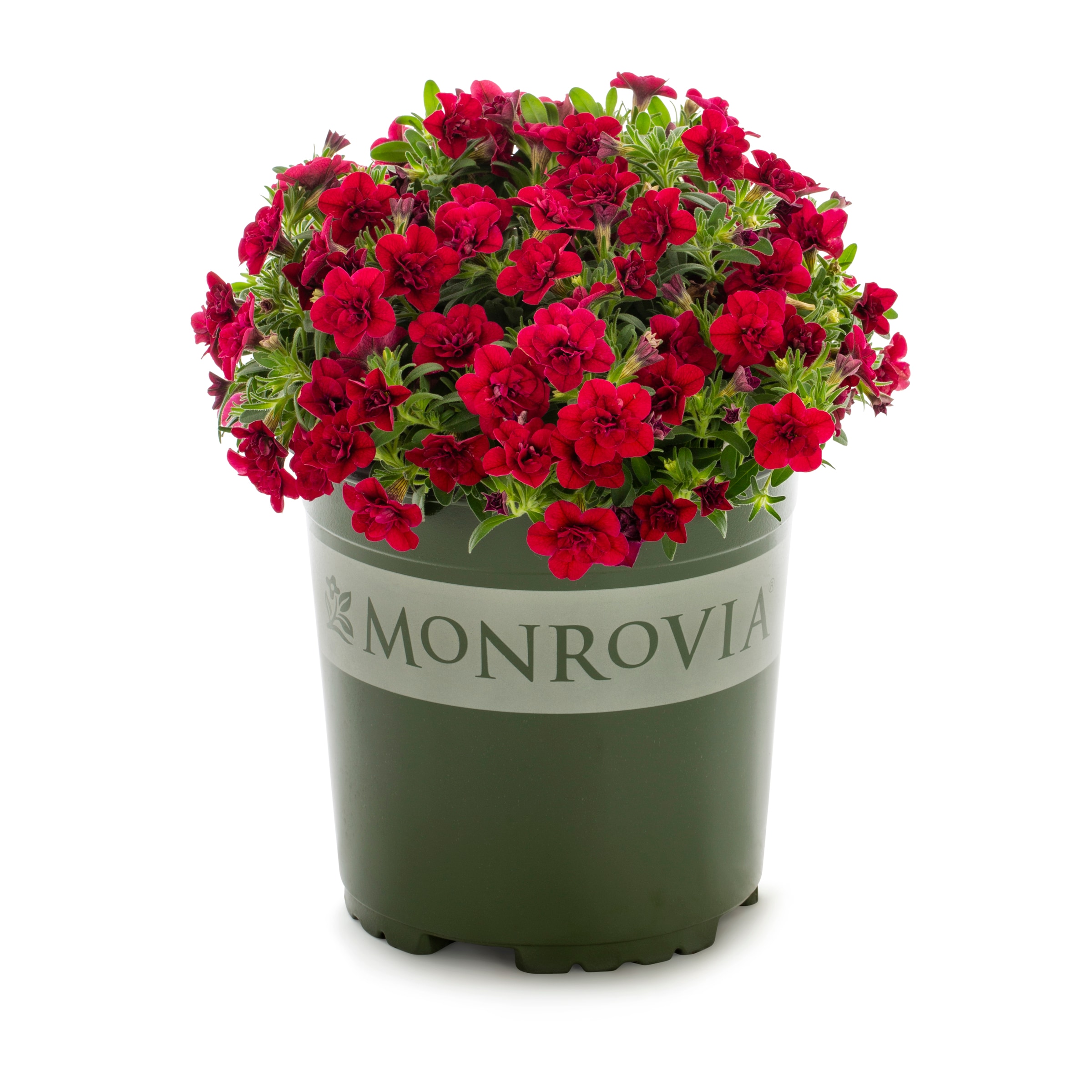 Lowe's Multicolor Calibrachoa in 1-Quart Pot in the Annuals department ...