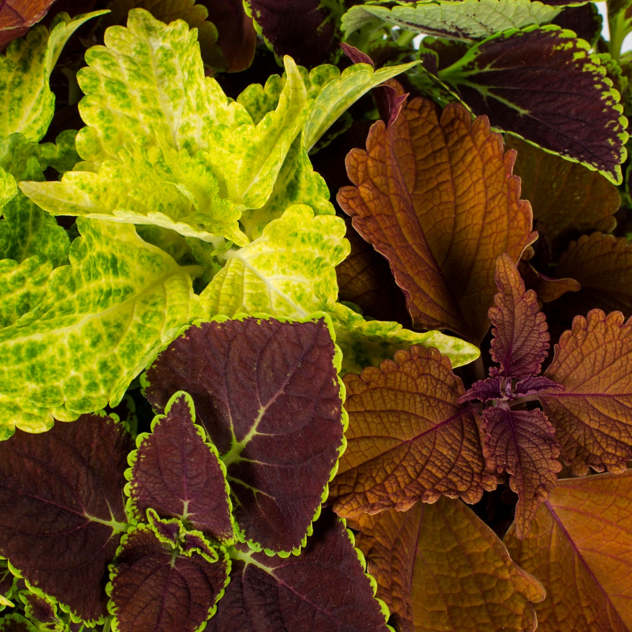 Metrolina Greenhouses 4714 annuals - View #3