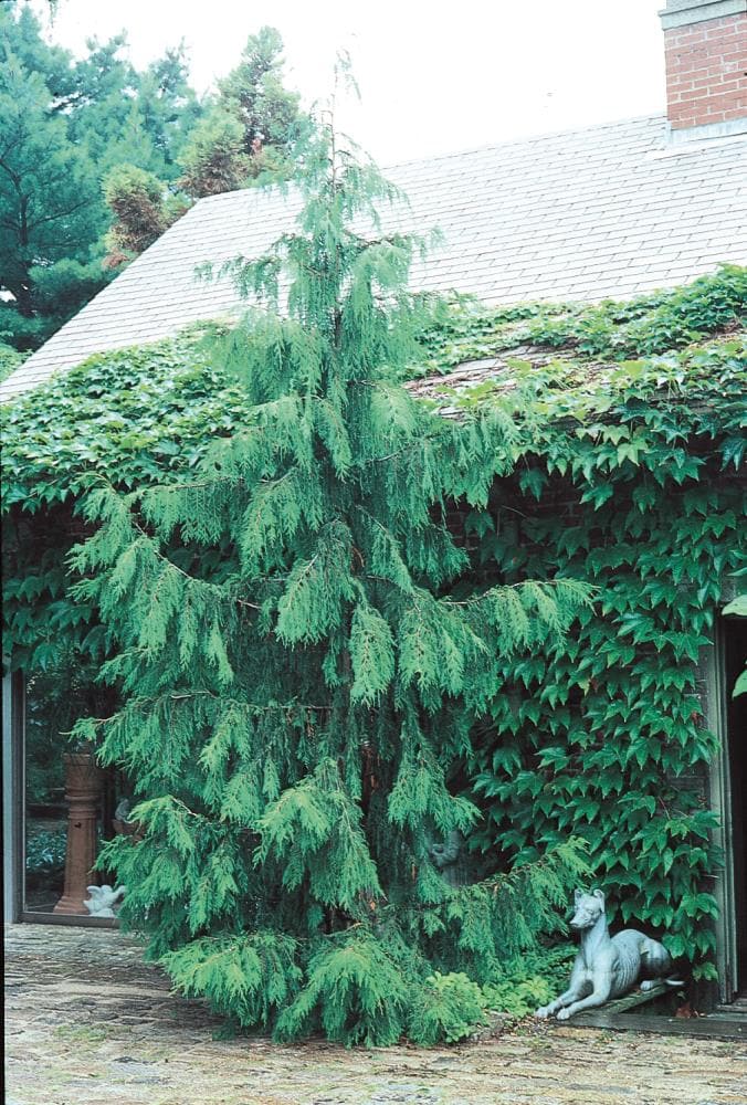 Green Arrow Alaskan Cedar Trees For Sale