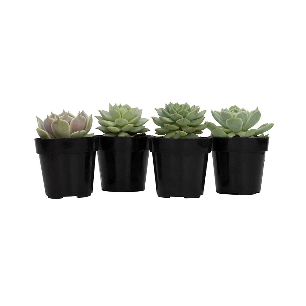 Altman Plants 0880048 4.0 -Pack Echeveria in 4 -oz Pot