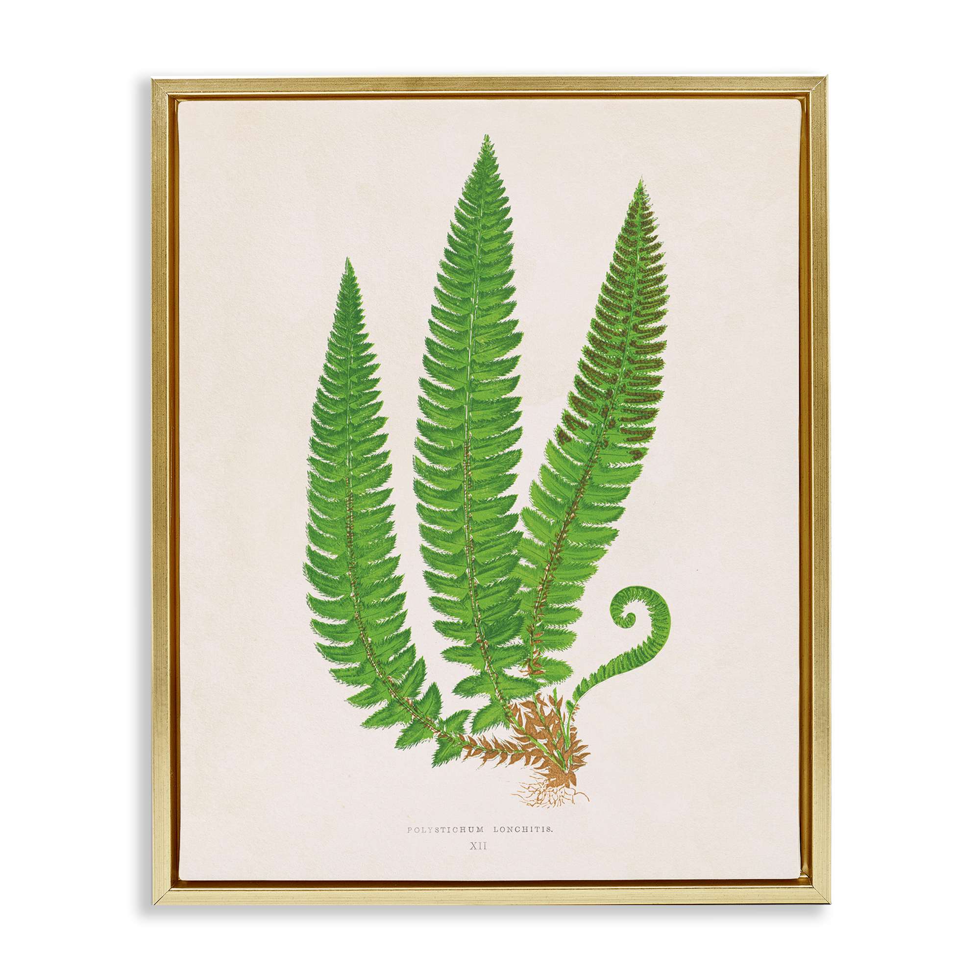 Stupell Industries BT-470-FFG-16X20 Natural Fern Branch Trio Gold Framed Floater Canvas Wall Art By Phillipa Katz 17 x 21