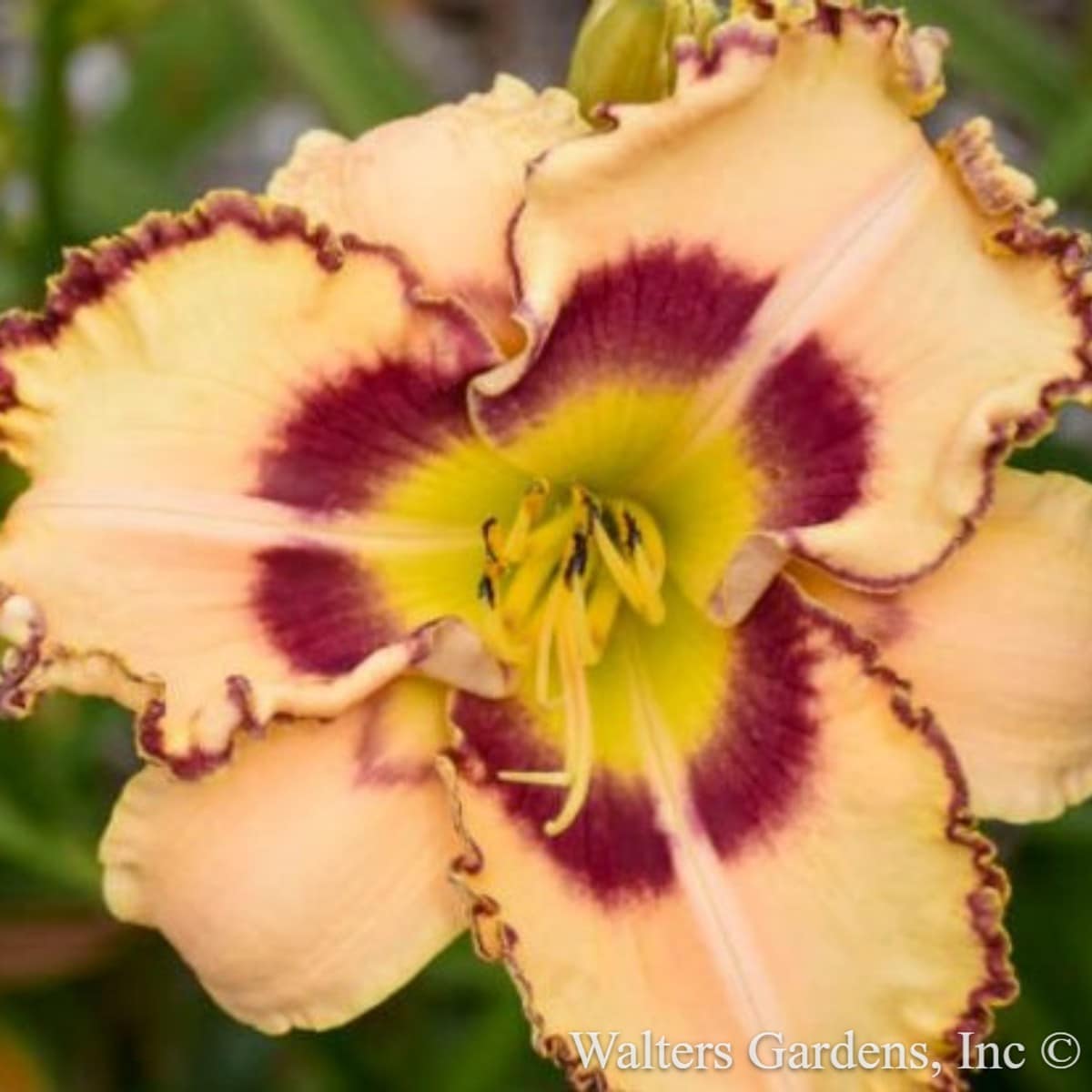 Hirt's Gardens - King of the Ages Daylily - Hemerocallis - Rebloomer - Gallon Pot