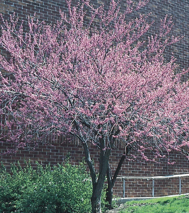 Lowe's NURSERY 6.08-Gallons Pink Flowering Redbud In Pot (With Soil)