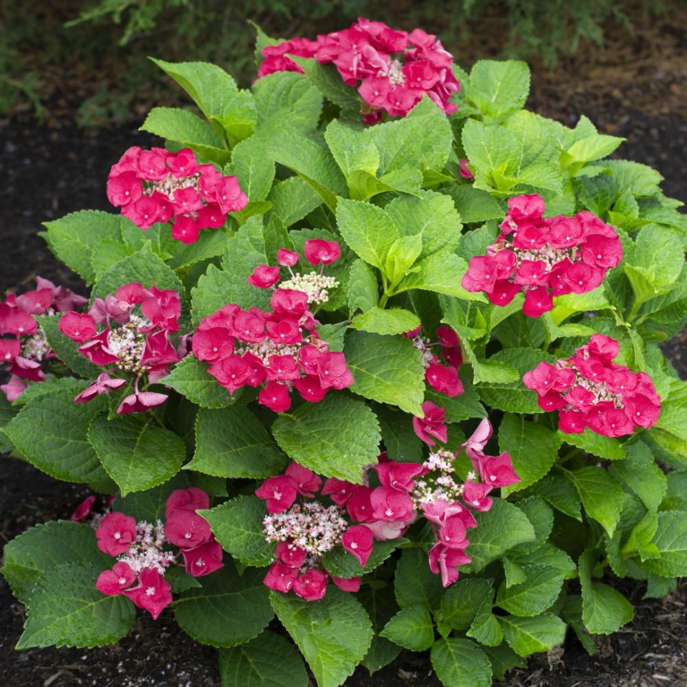 National Plant Network LW1316 shrubs - View #2