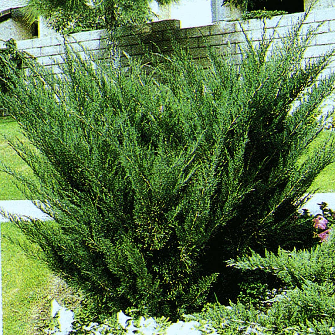  O488001 shrubs - View #2
