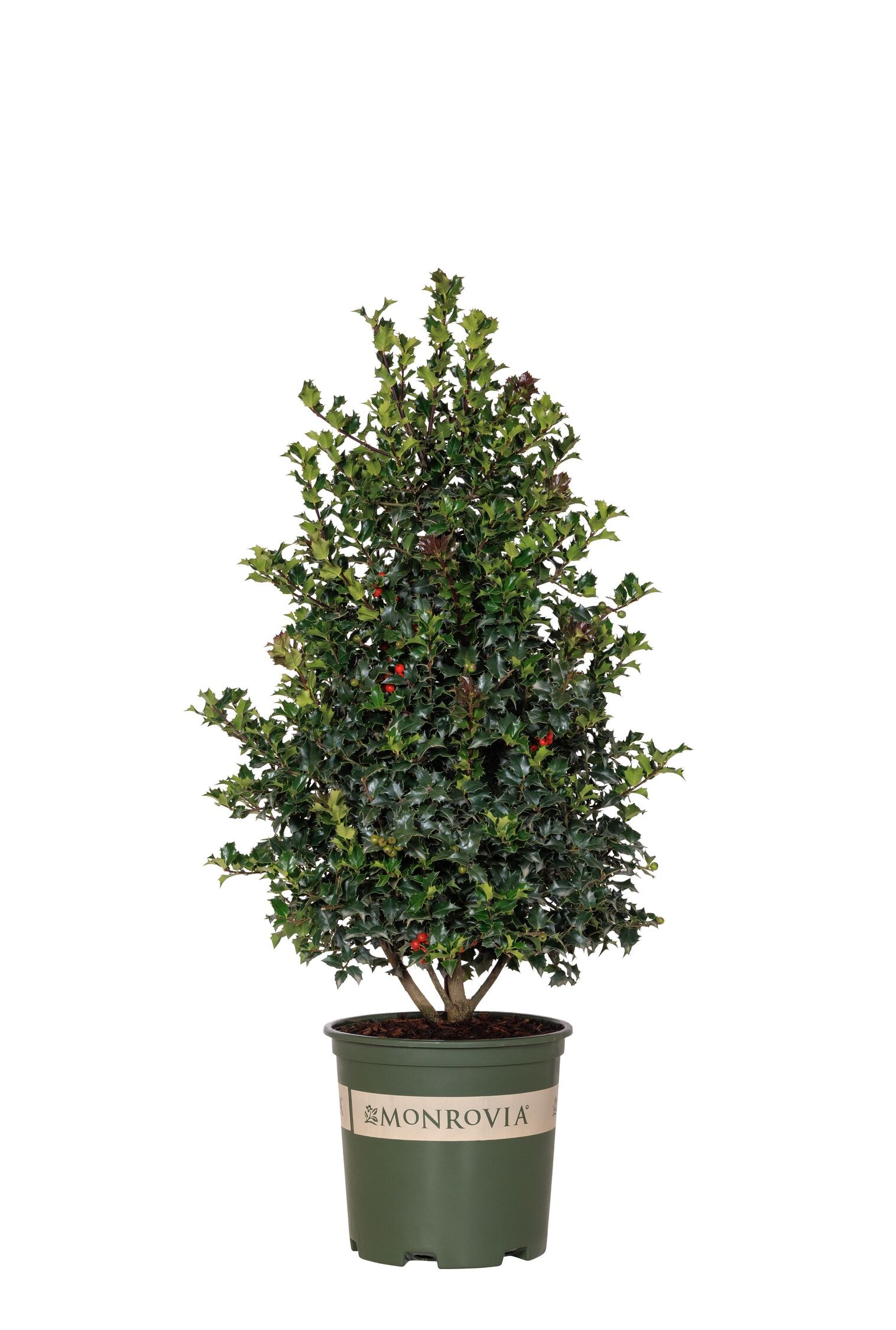 Monrovia 019652 Screening Shrub in