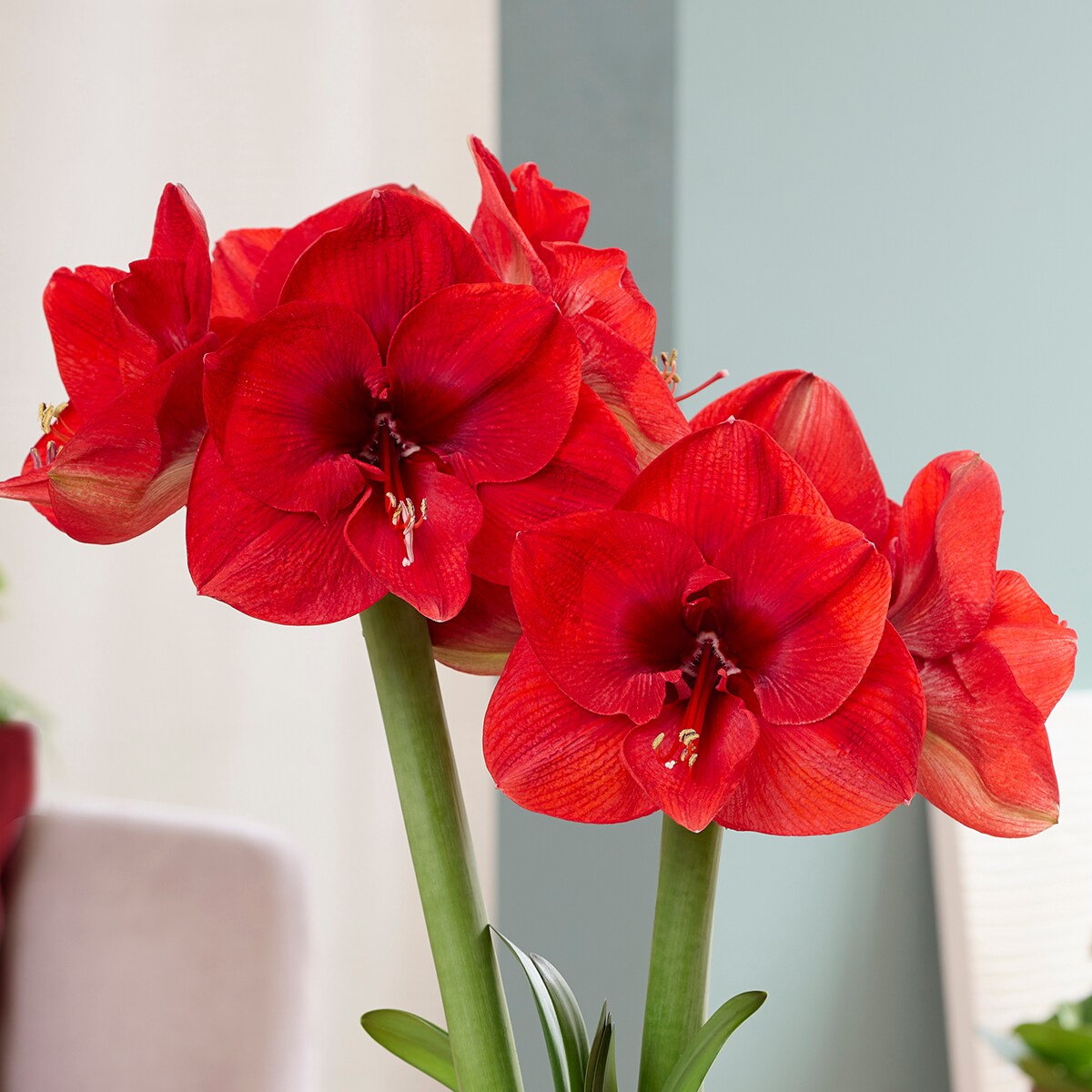 Van Zyverden 88421 Red Amaryllis Bulbs 1 Count