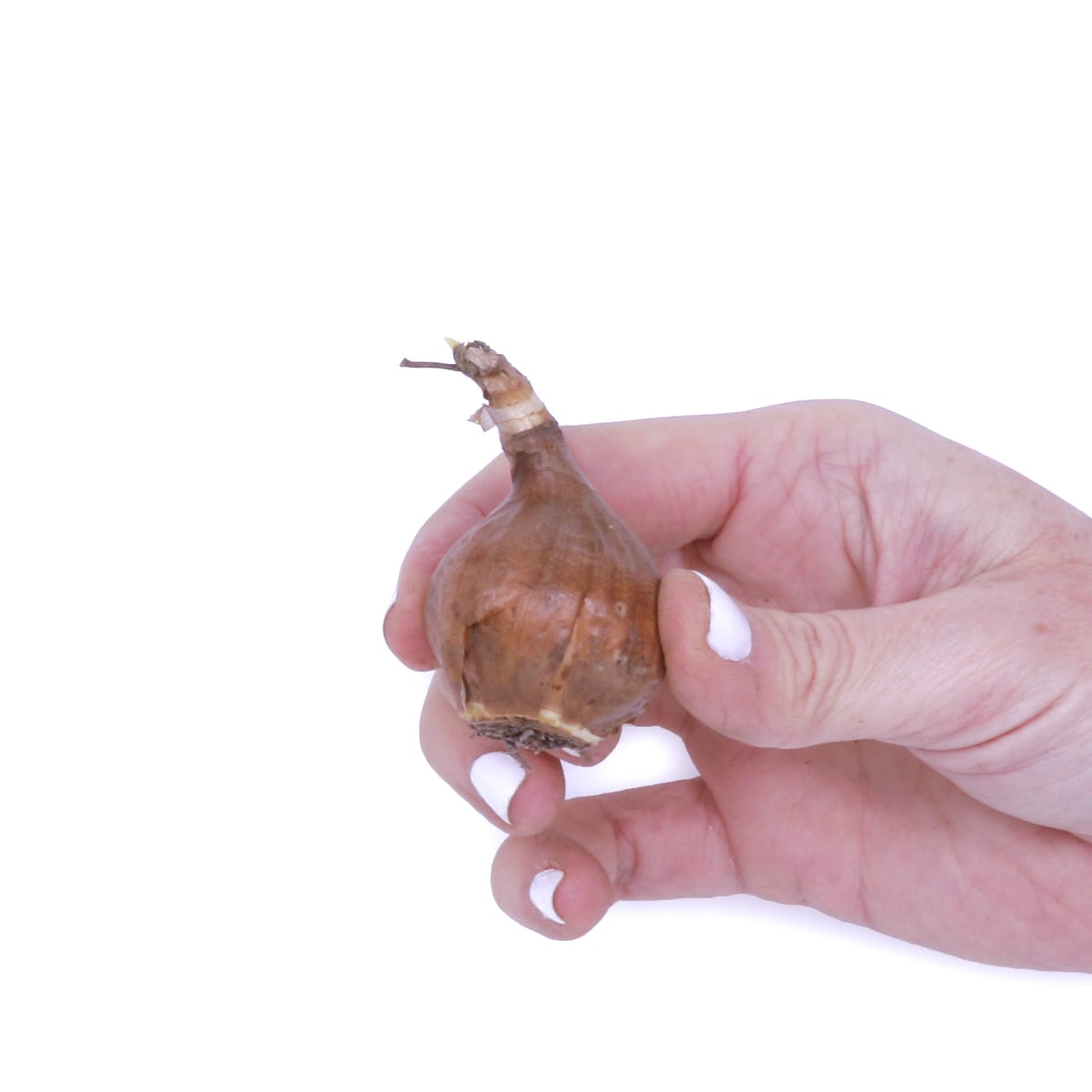 Van Zyverden 87038 Plant-Bulbs - View #4