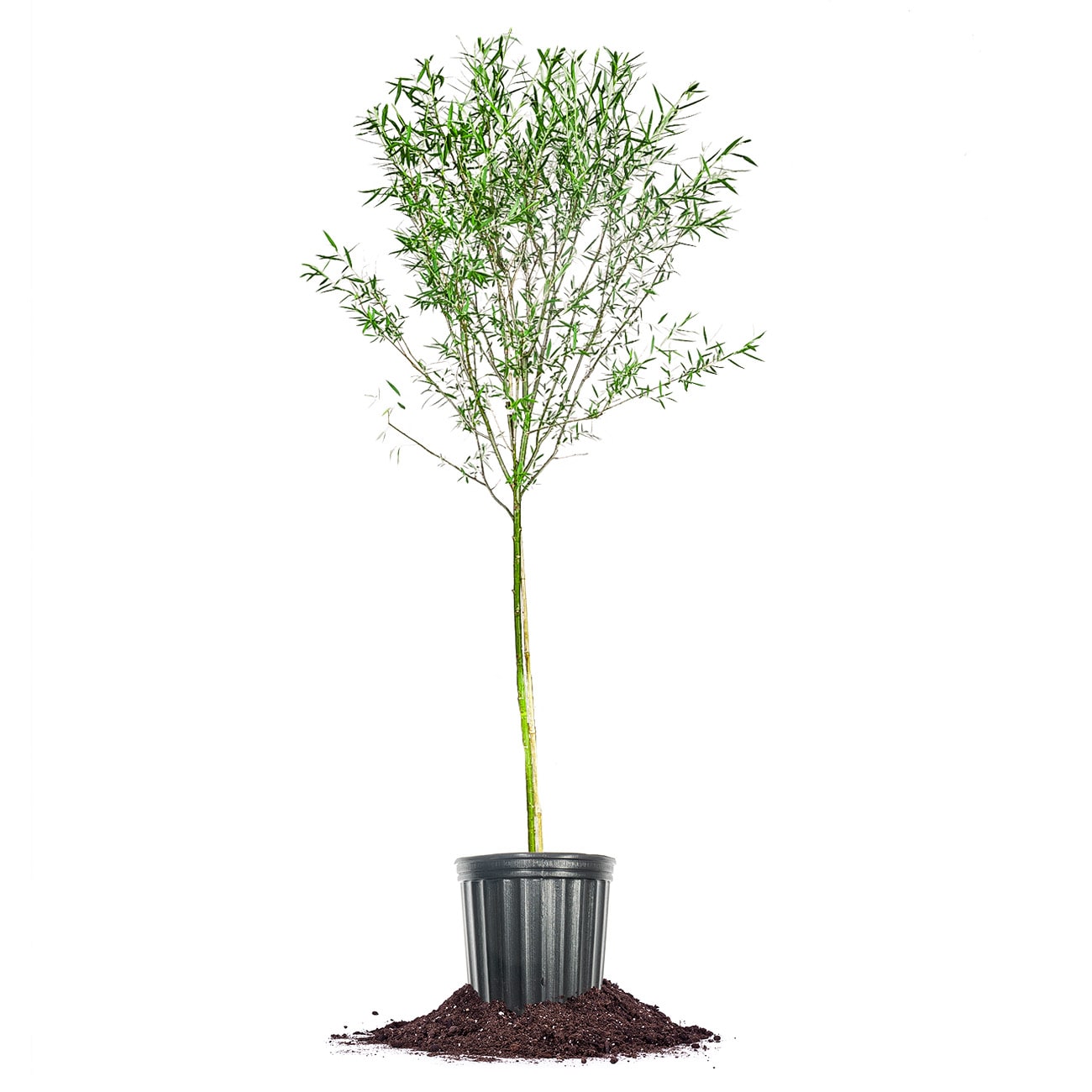 Perfect Plants LOWEEPINGWILLOW4-5FT 3-Gallon s hade Weeping Willow In Pot (With Soil)