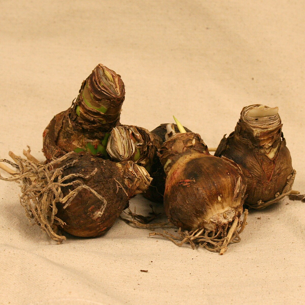 Van Zyverden 87205 Plant-Bulbs - View #2