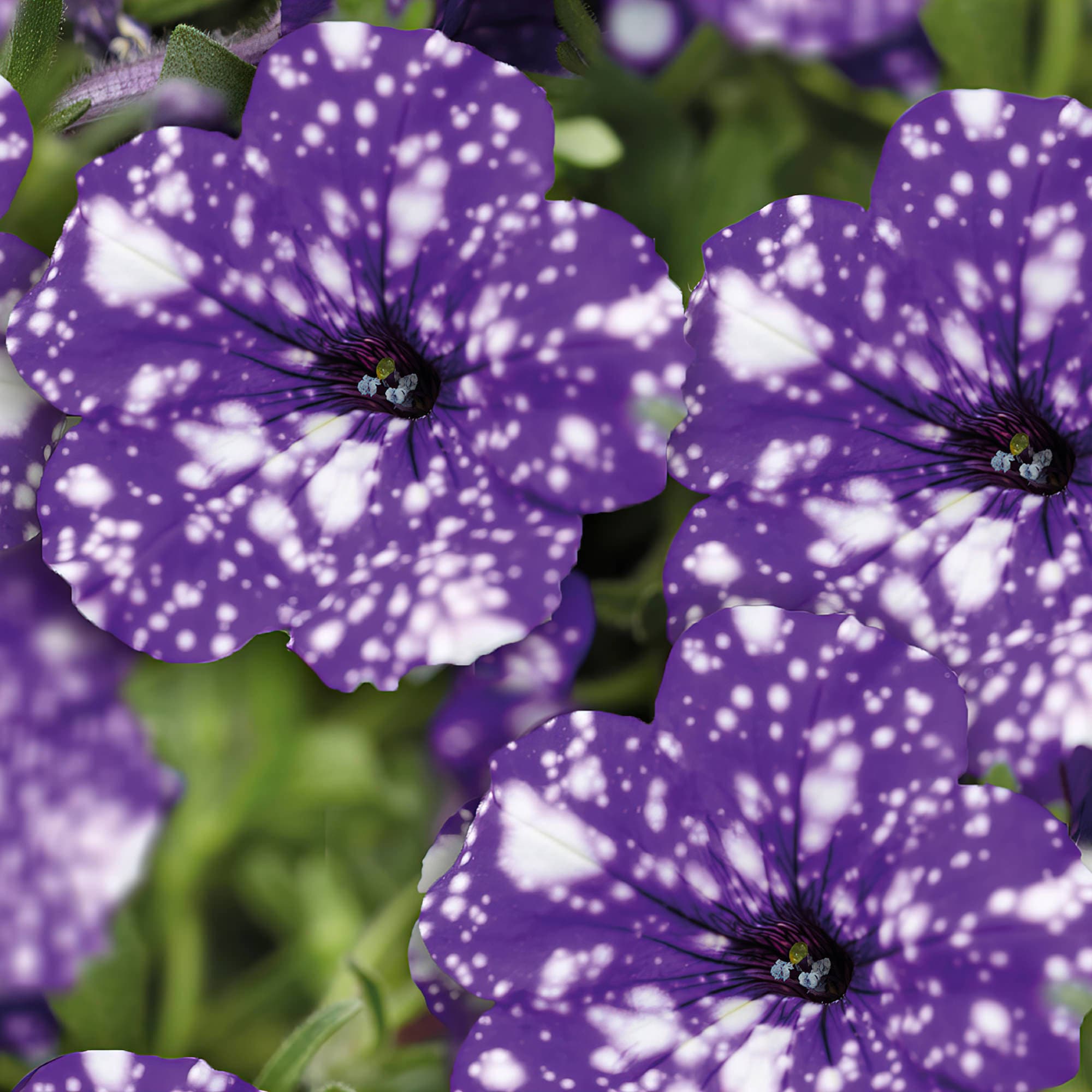 Miracle-Gro 25-524355 annuals - View #4