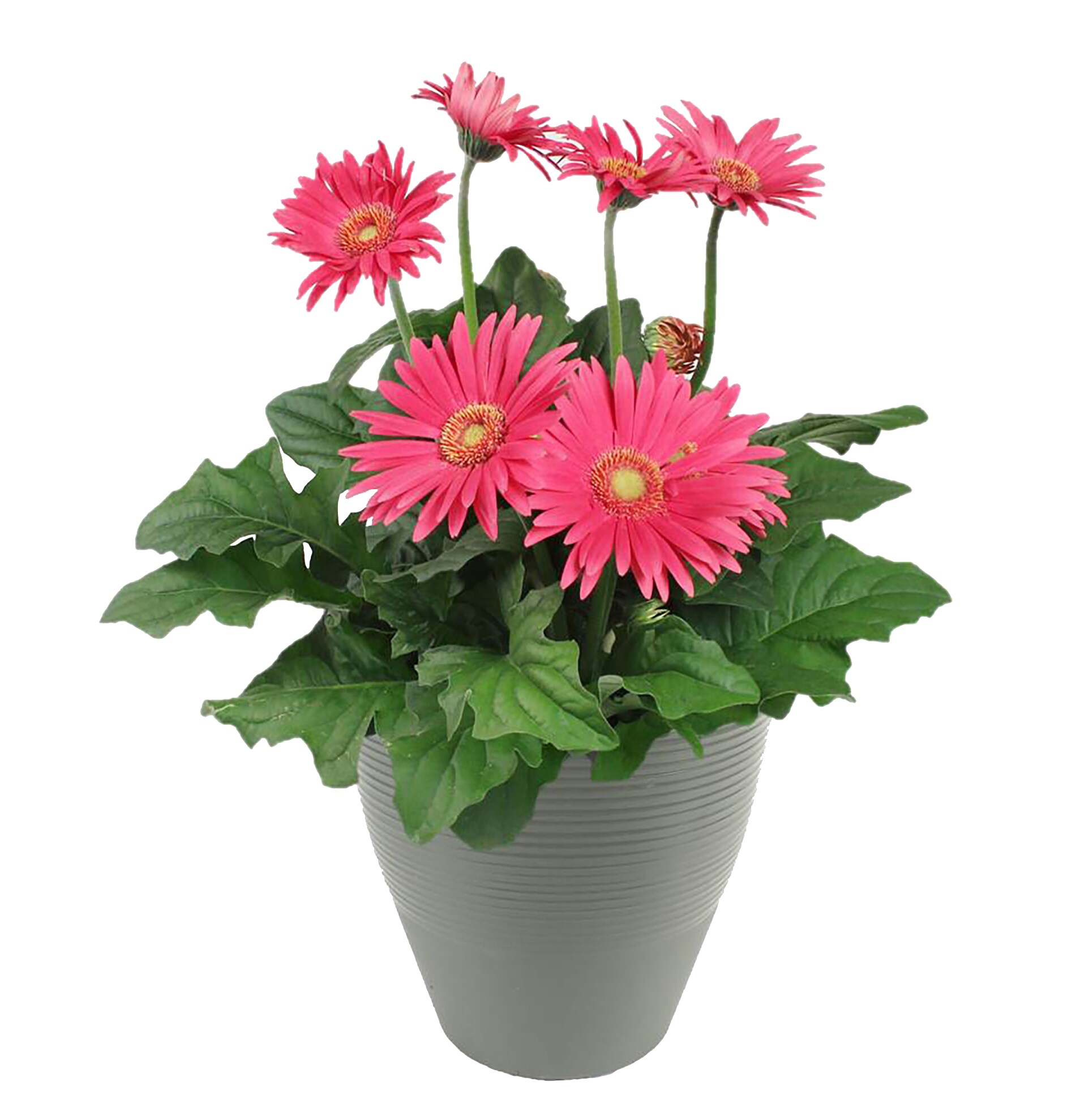Lowe's NURSERY Multicolor Mixed Annuals Combinations in 1-Gallon Planter