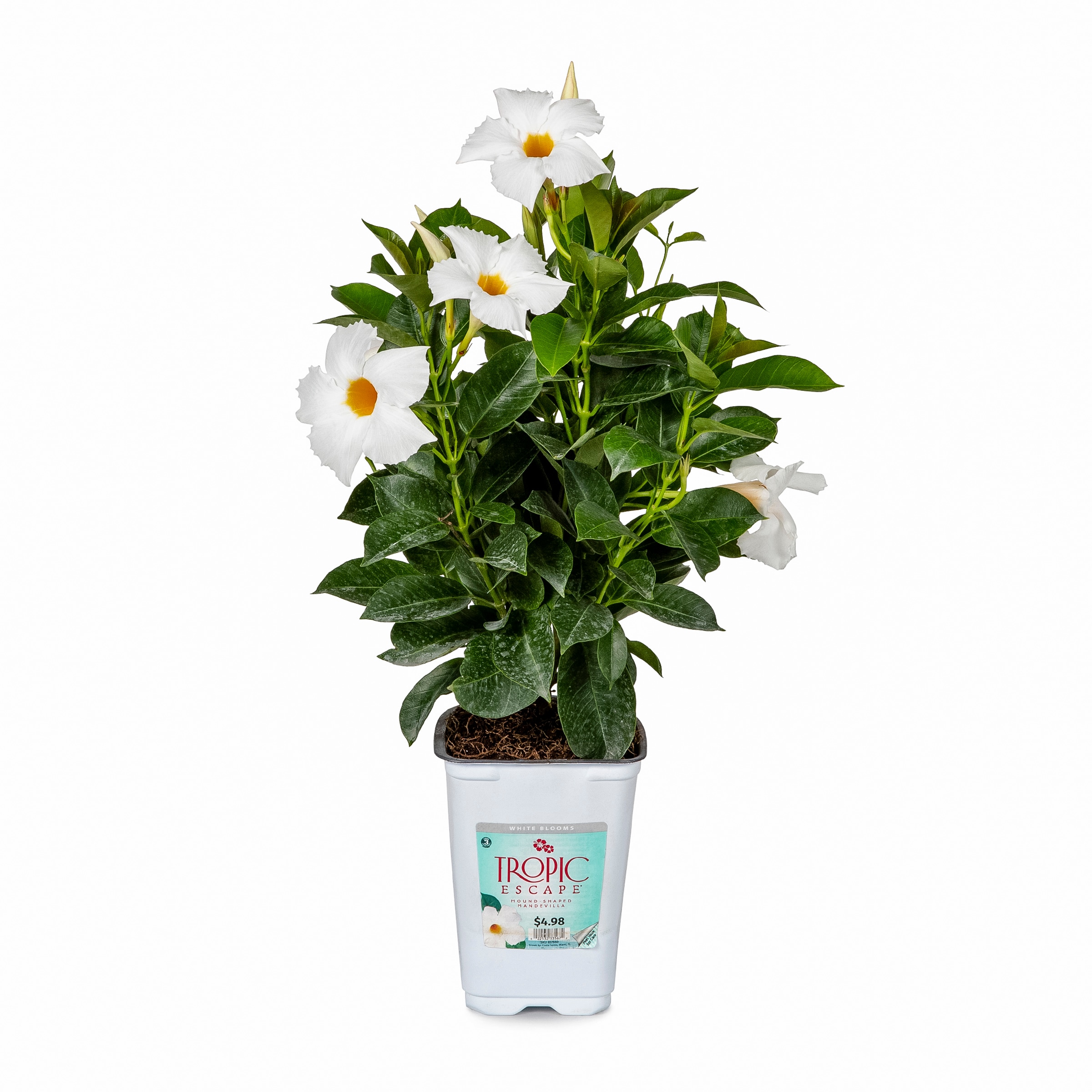 Lowe's 5634251 White Mandevilla Flowering Shrub in 1.5 -Pint Pot 1 -Pack with White Blooms