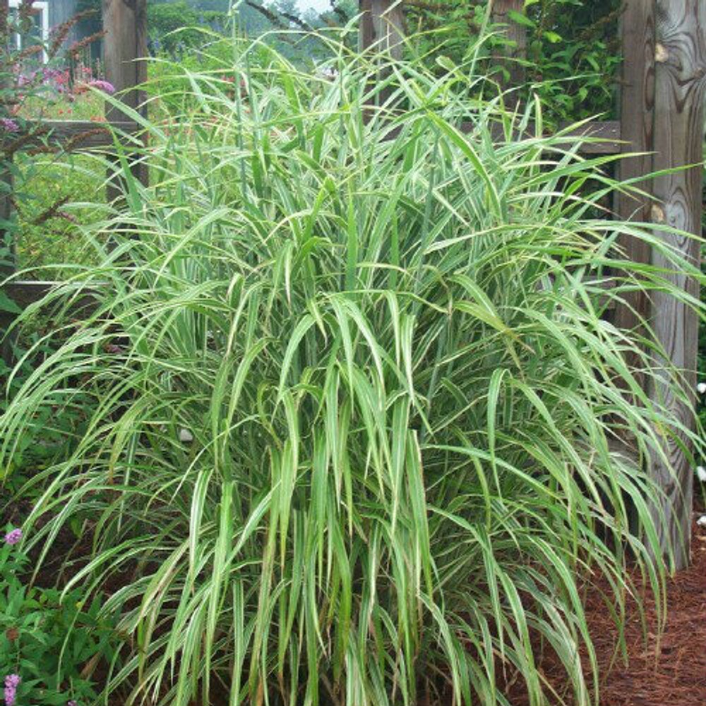  2500 perennials - View #4