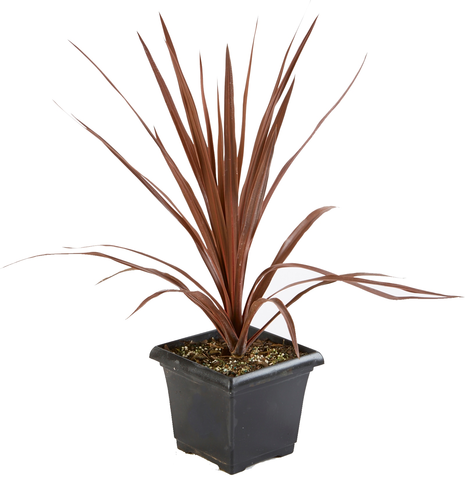 Cordyline in 1-Gallon Planter in Perennials department at Lowes.com