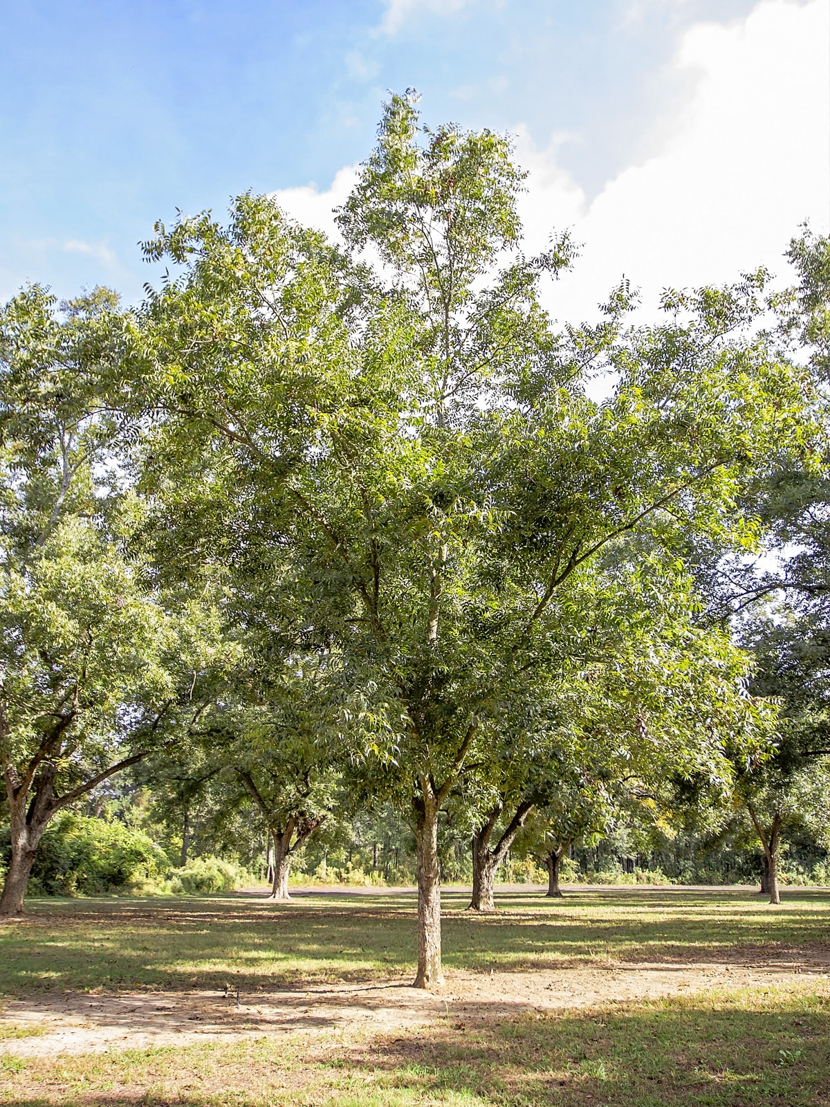 Southern Planters PECPAWBP trees - View #3