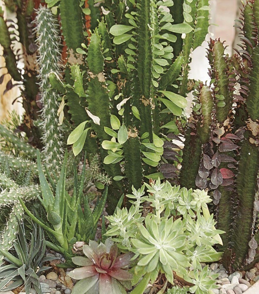 Lowe's NURSERY 1.0 -Pack Cacti and succulents (mixed) in 1.50 -Gallon Pot