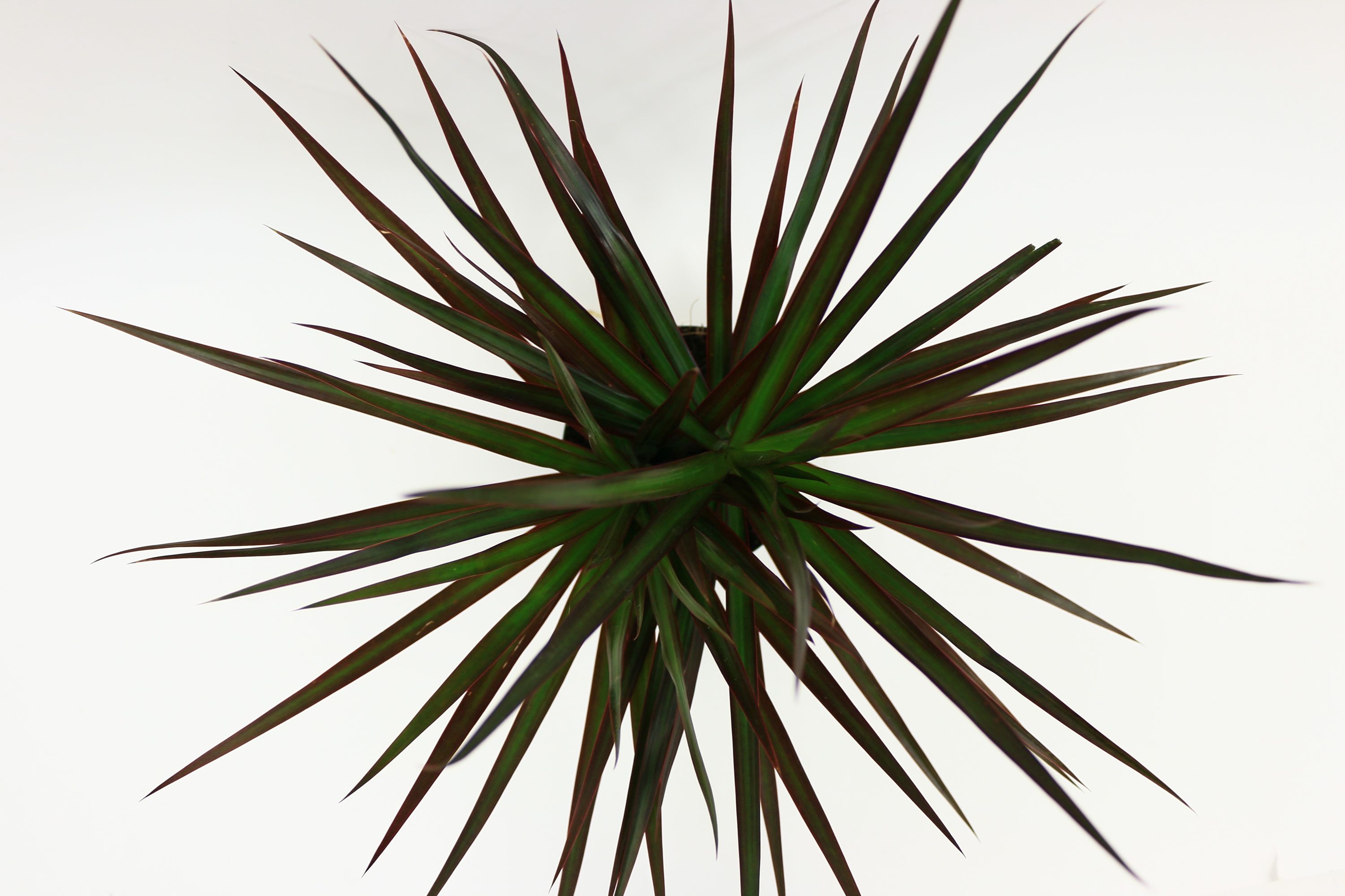 Costa Farms L-MAR-P-WAS-01-LW hseplants - View #3