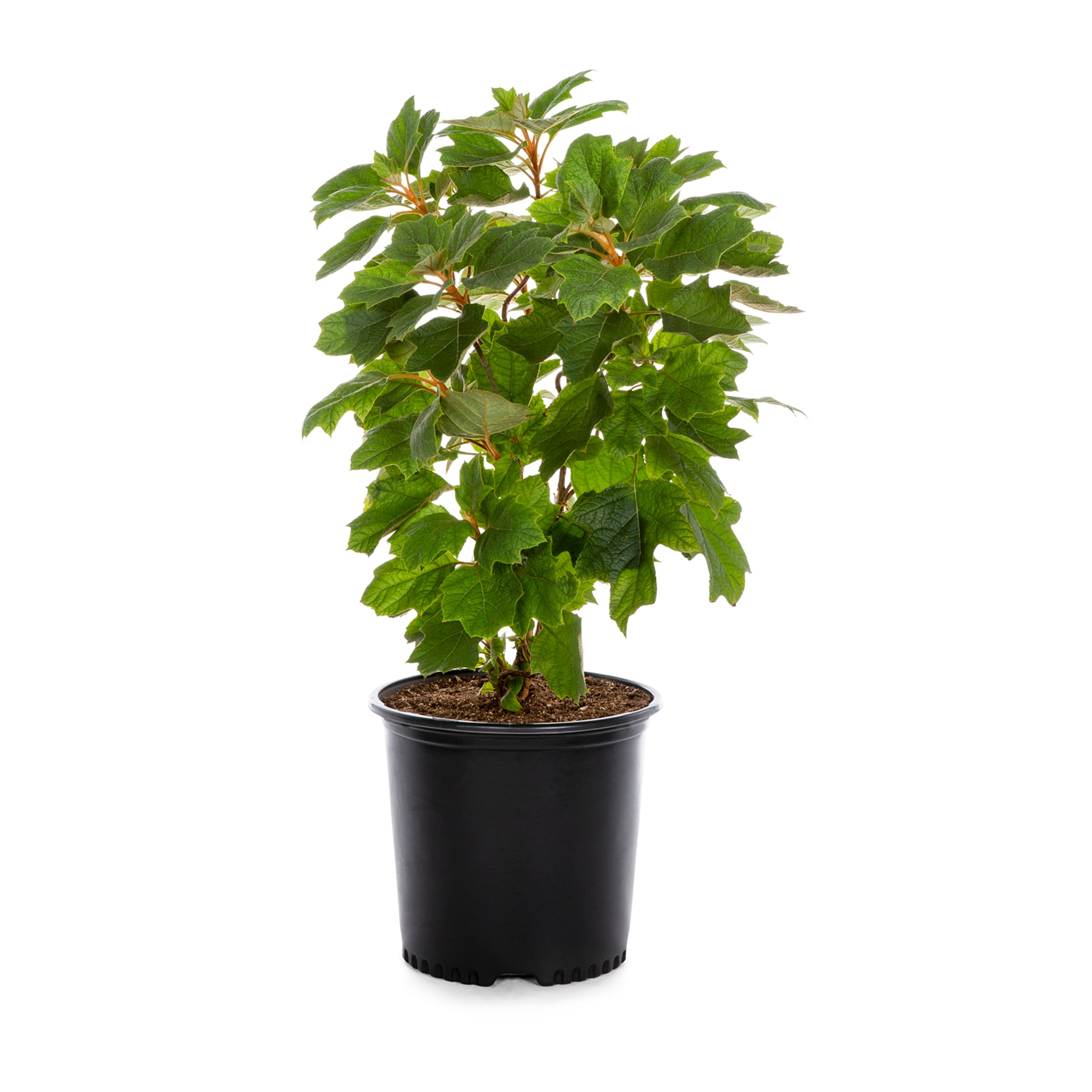 Lowe's NURSERY Oakleaf Hydrangea Flowering Shrub in -Gallon Pot ,White Blooms