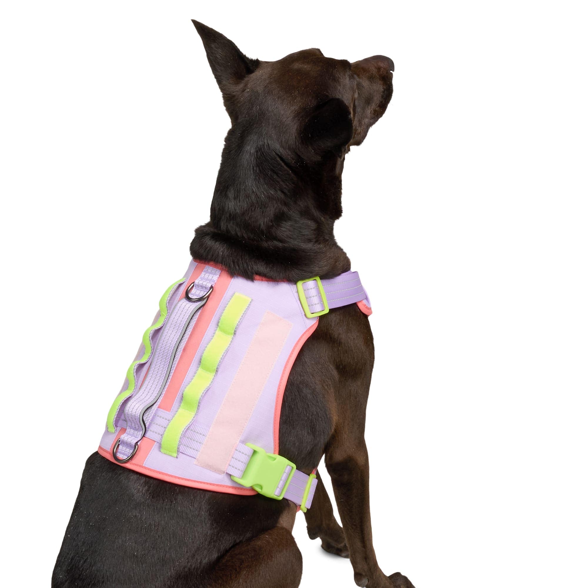 Youly Q325Y04XL Dog-Collars-Harnesses - View #3
