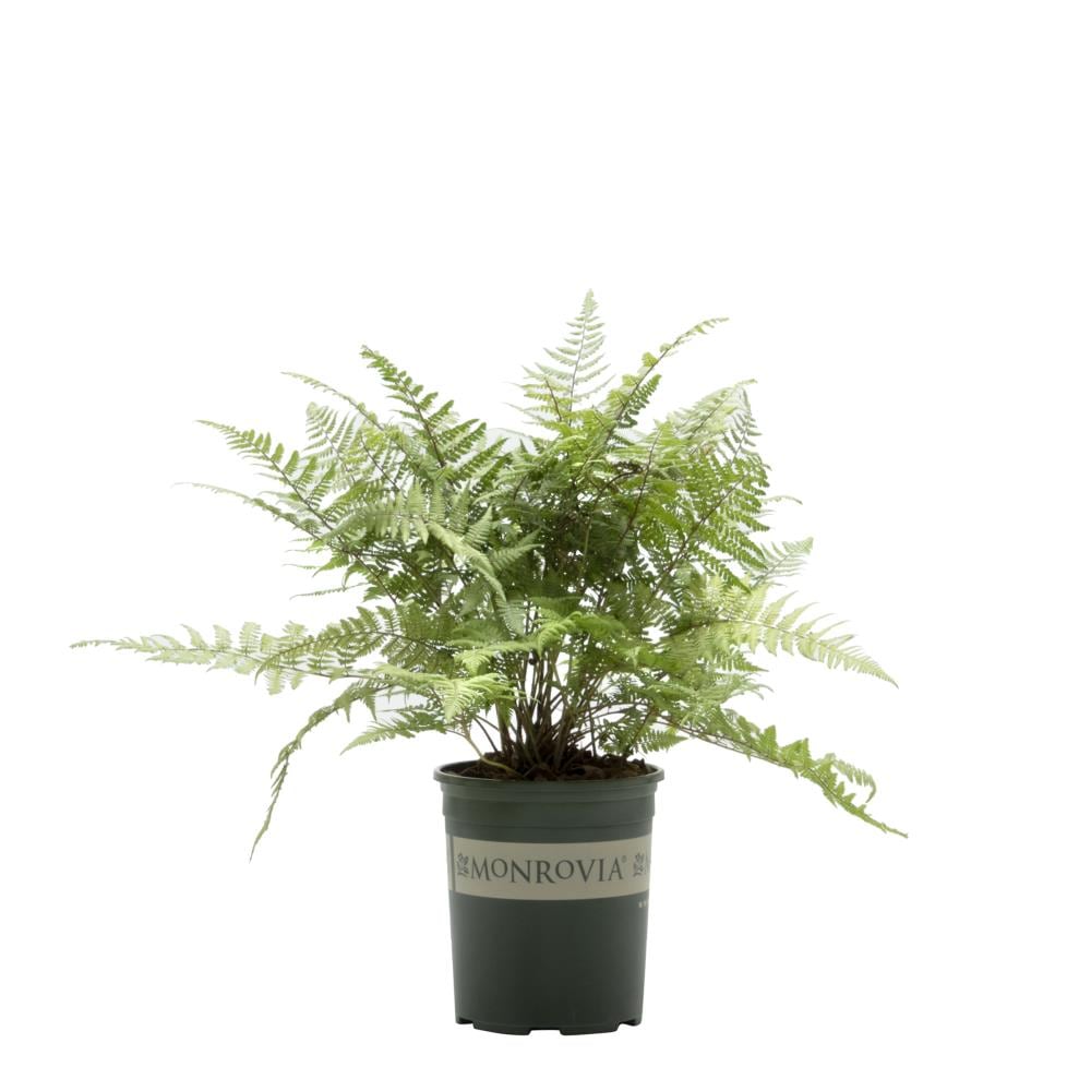 Monrovia 018761 White Ghost Fern Plant in 3 -Quart Pot
