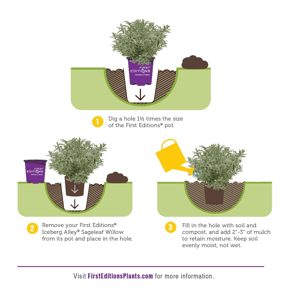 Lowe's NURSERY shrubs - View #9