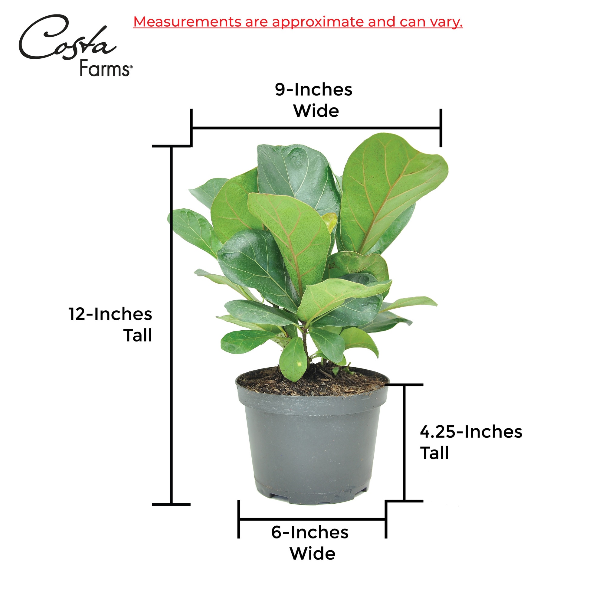 Costa Farms Bambino Ficus Lyrata House Plant in 6-in Pot at Lowes.com