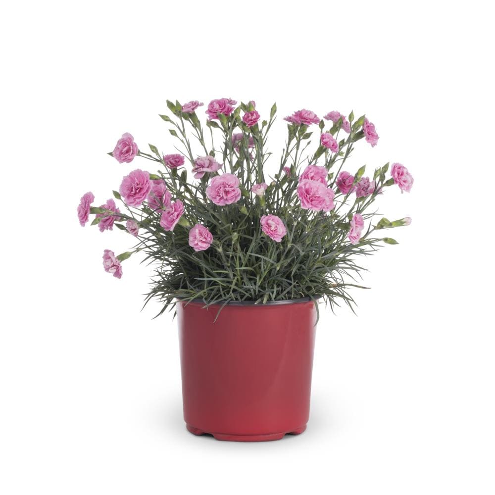 Lowe's 418241 perennials - View #3