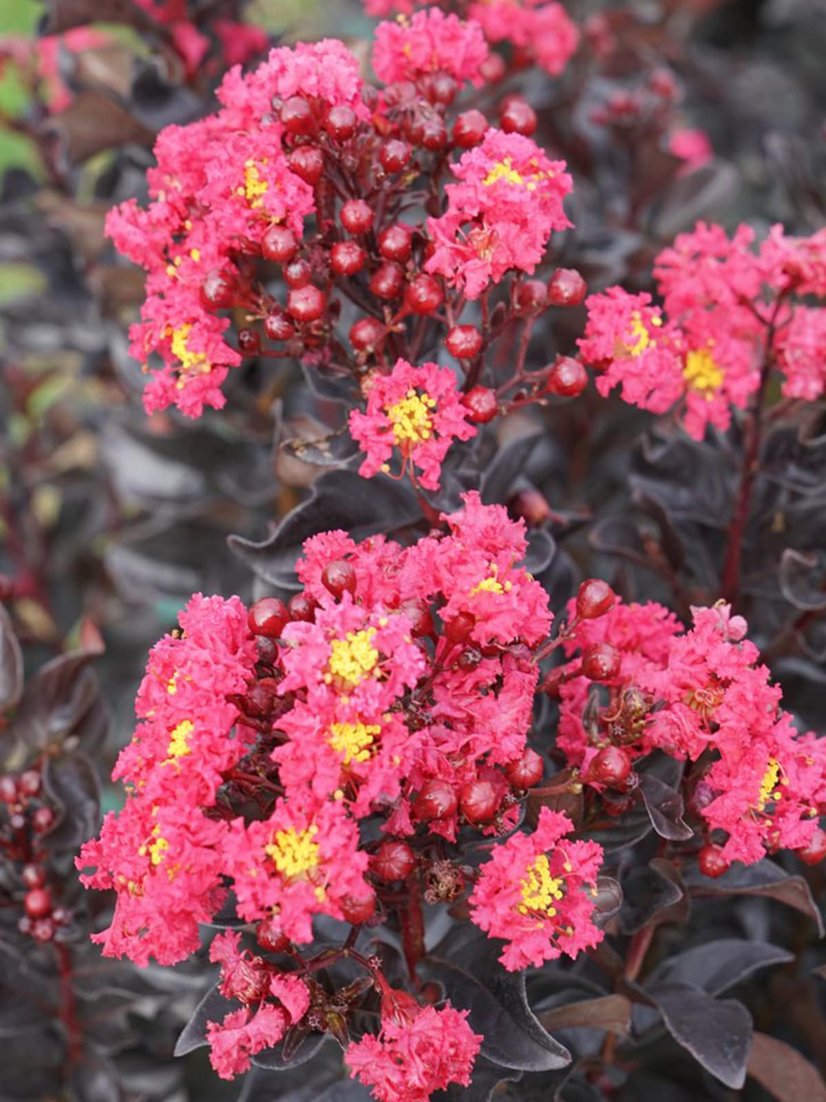 Proven Winner CRMPWP03G 3 -Gallon Pink Flowering Centerstage Pink Crape Myrtle In pot (with soil)