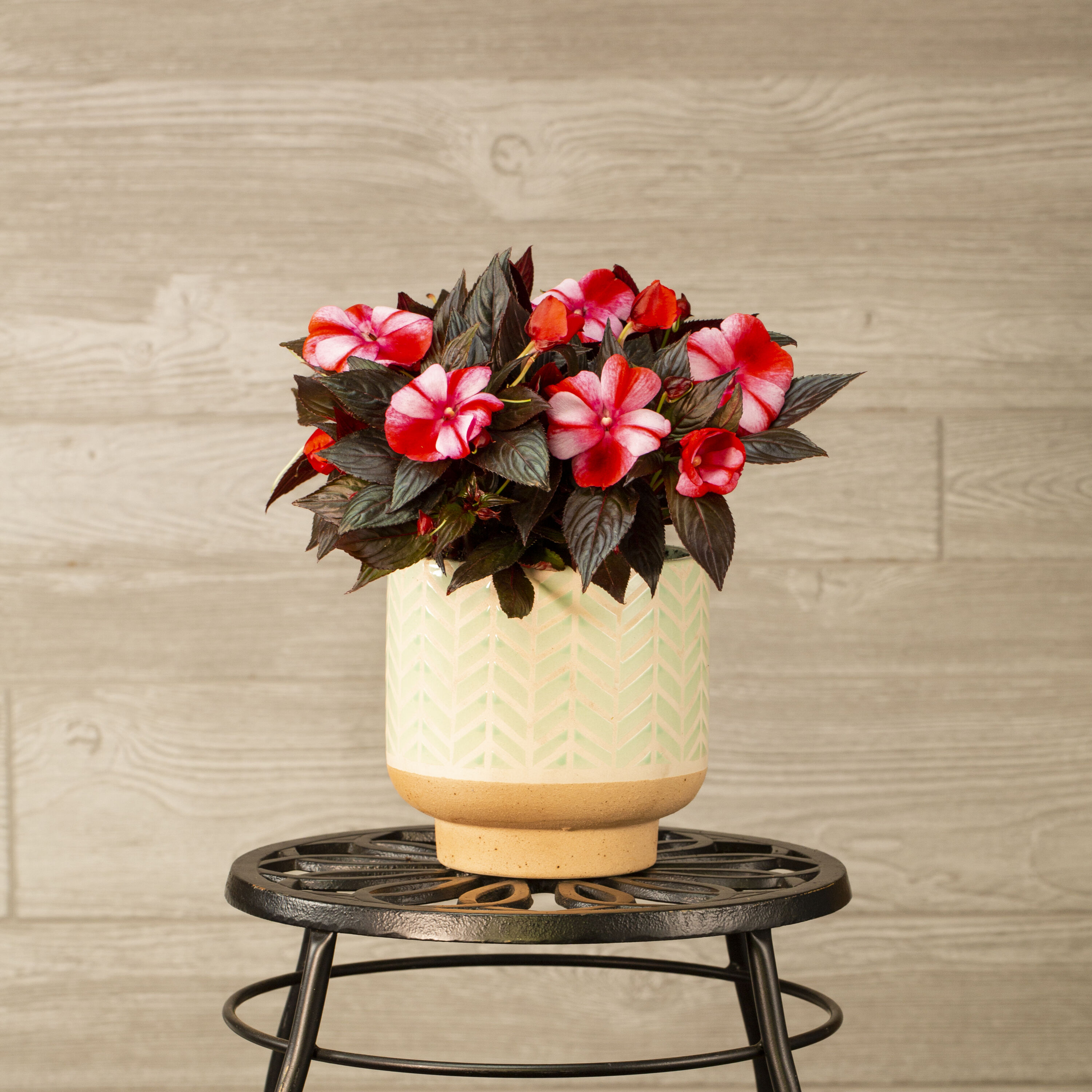 Monrovia 4824 annuals - View #3