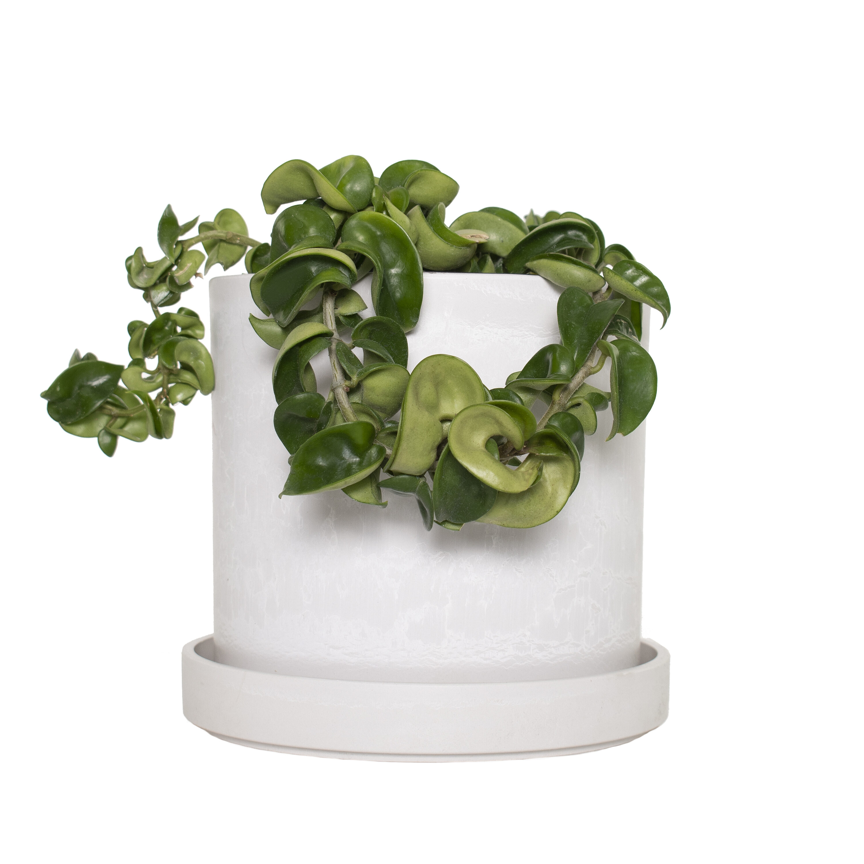 National Plant Network LW4687 Hoya Hindu Rope House plant in 7 Inch(es) Pot 1.0 -Pack