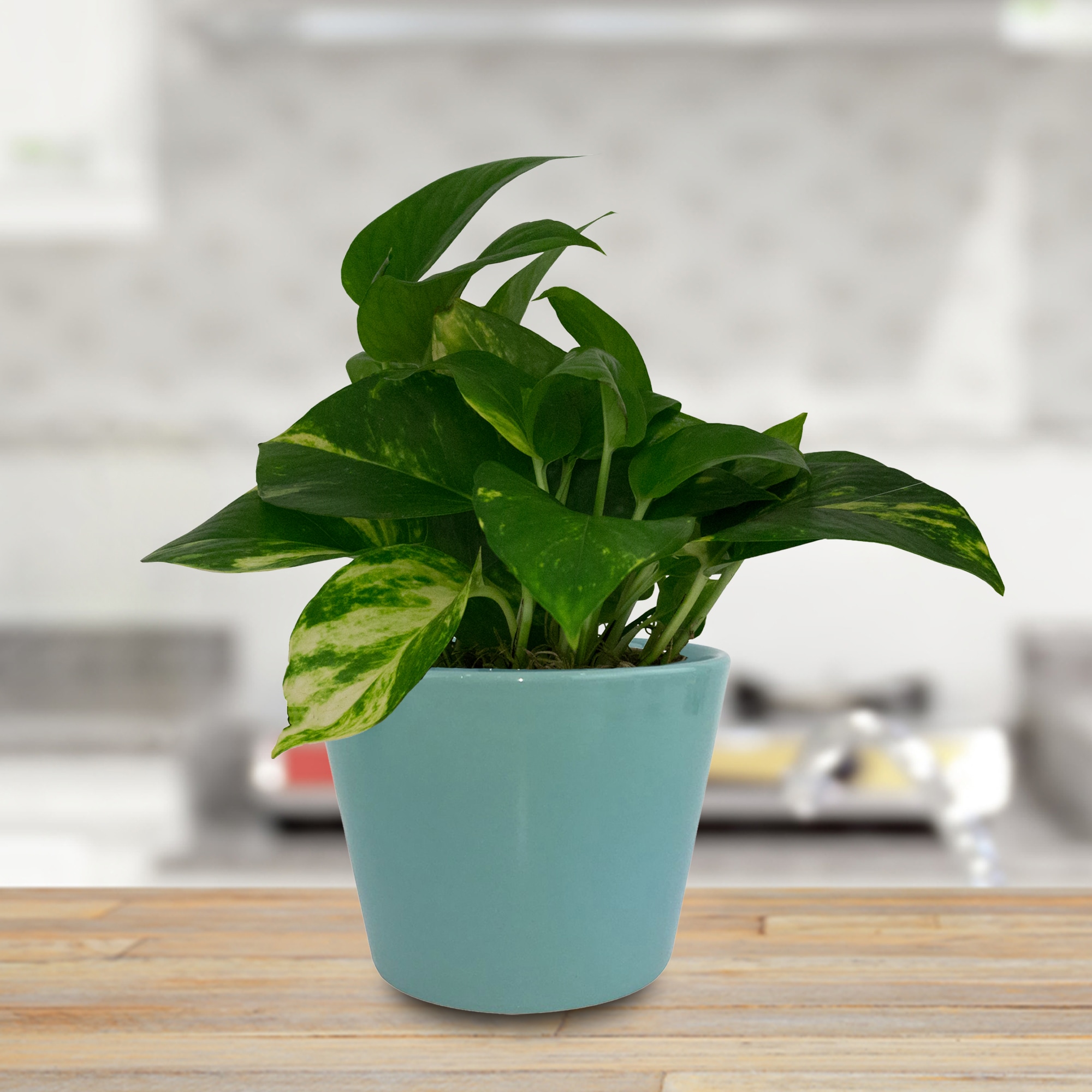 allen + roth CR01371N-07M3 Planter-Window-Box - View #7