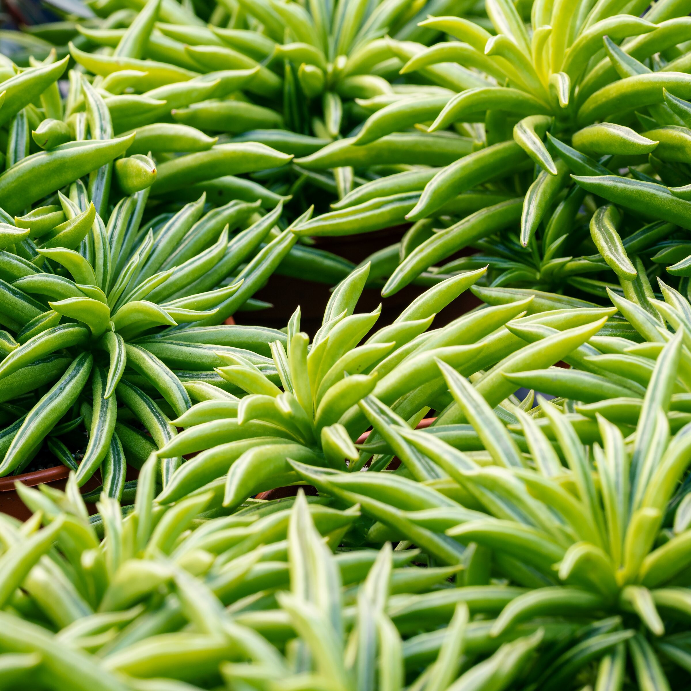 National Plant Network LW2332 hseplants - View #3