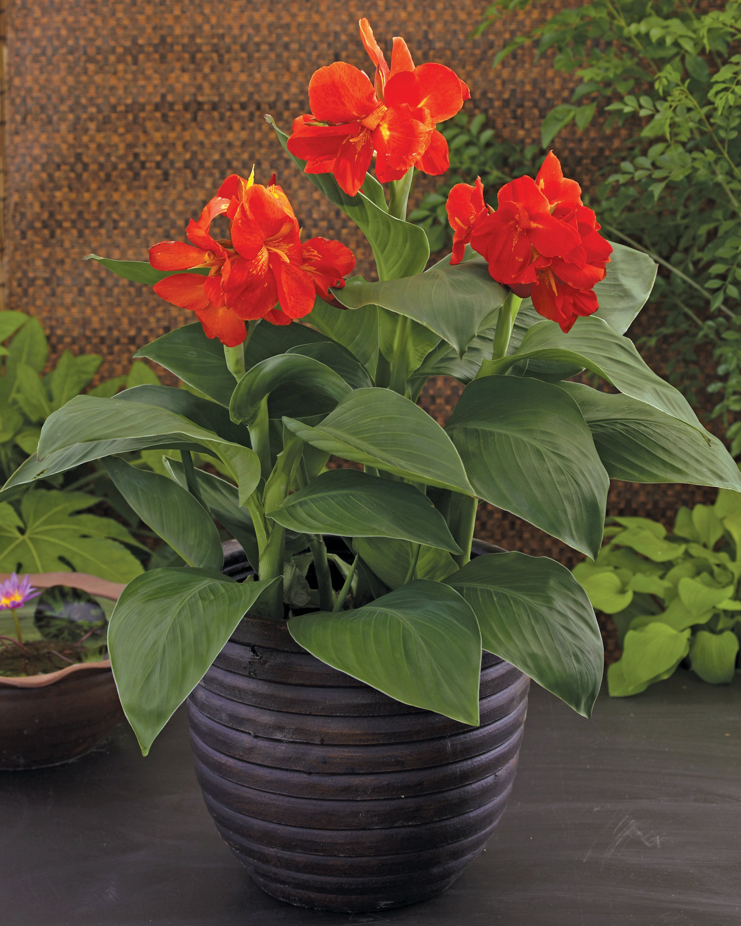 Monrovia Pink Lily Oriental Sunny Keys in 1-Gallon Pot in the Perennials  department at