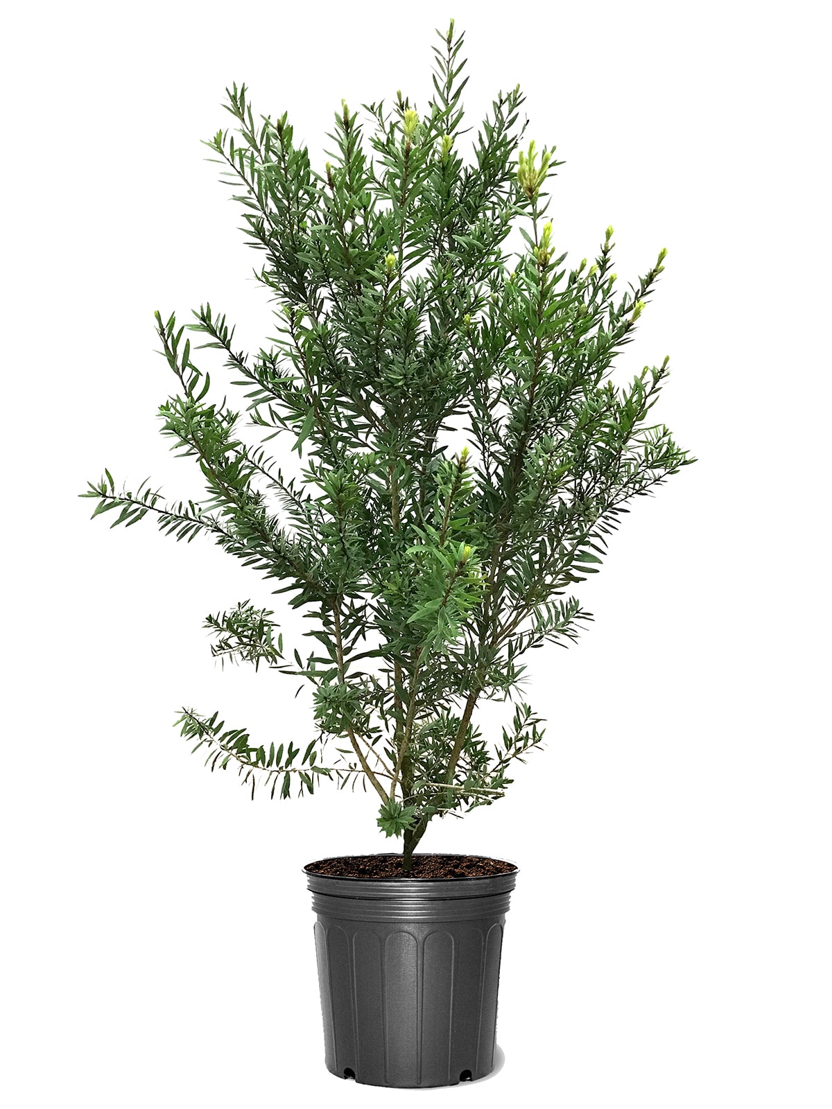 Southern Planters BOTRED05G 5 -Gallon Red Flowering Bottlebrush In pot (with soil)