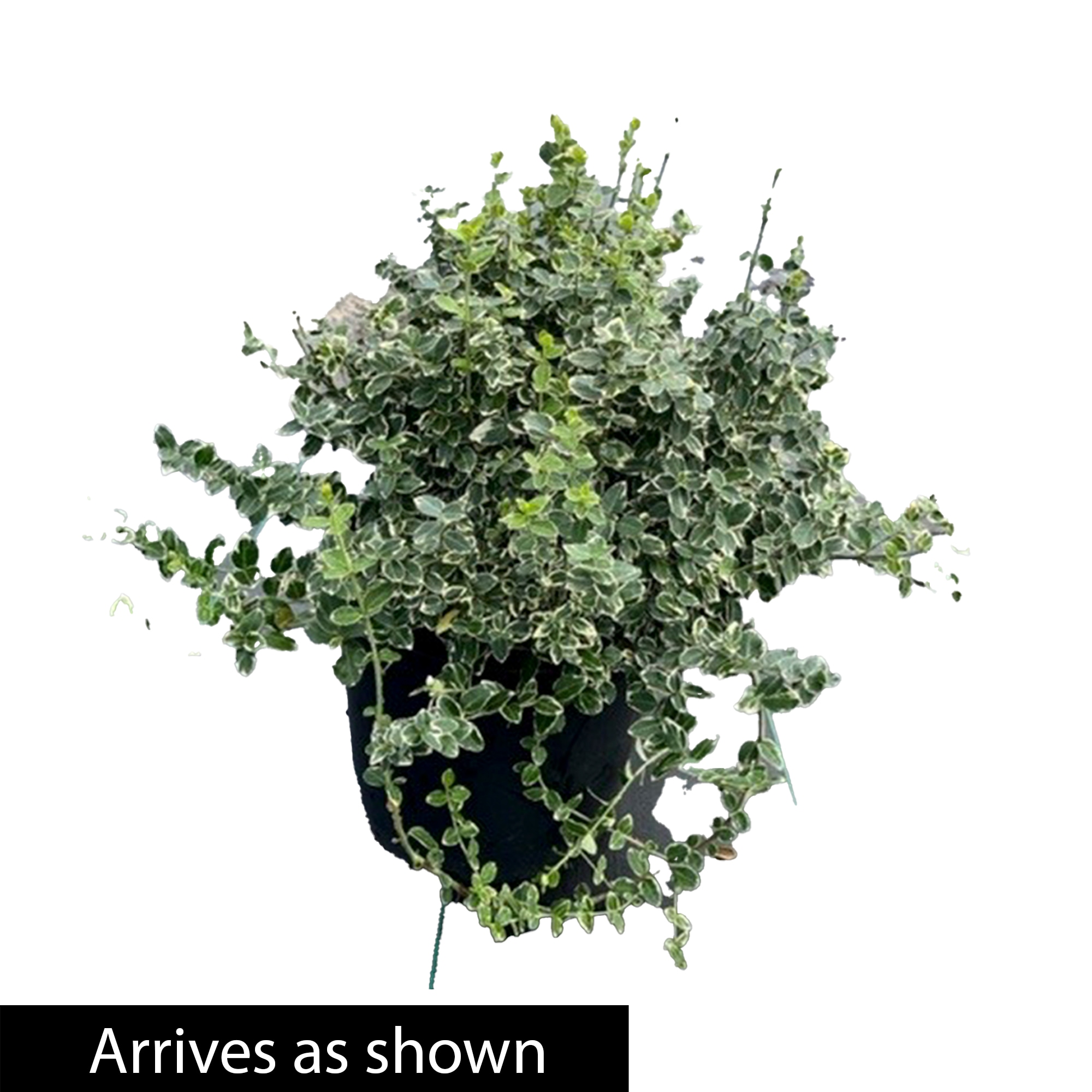 Spring Hill Nurseries 89490 shrubs - View #3