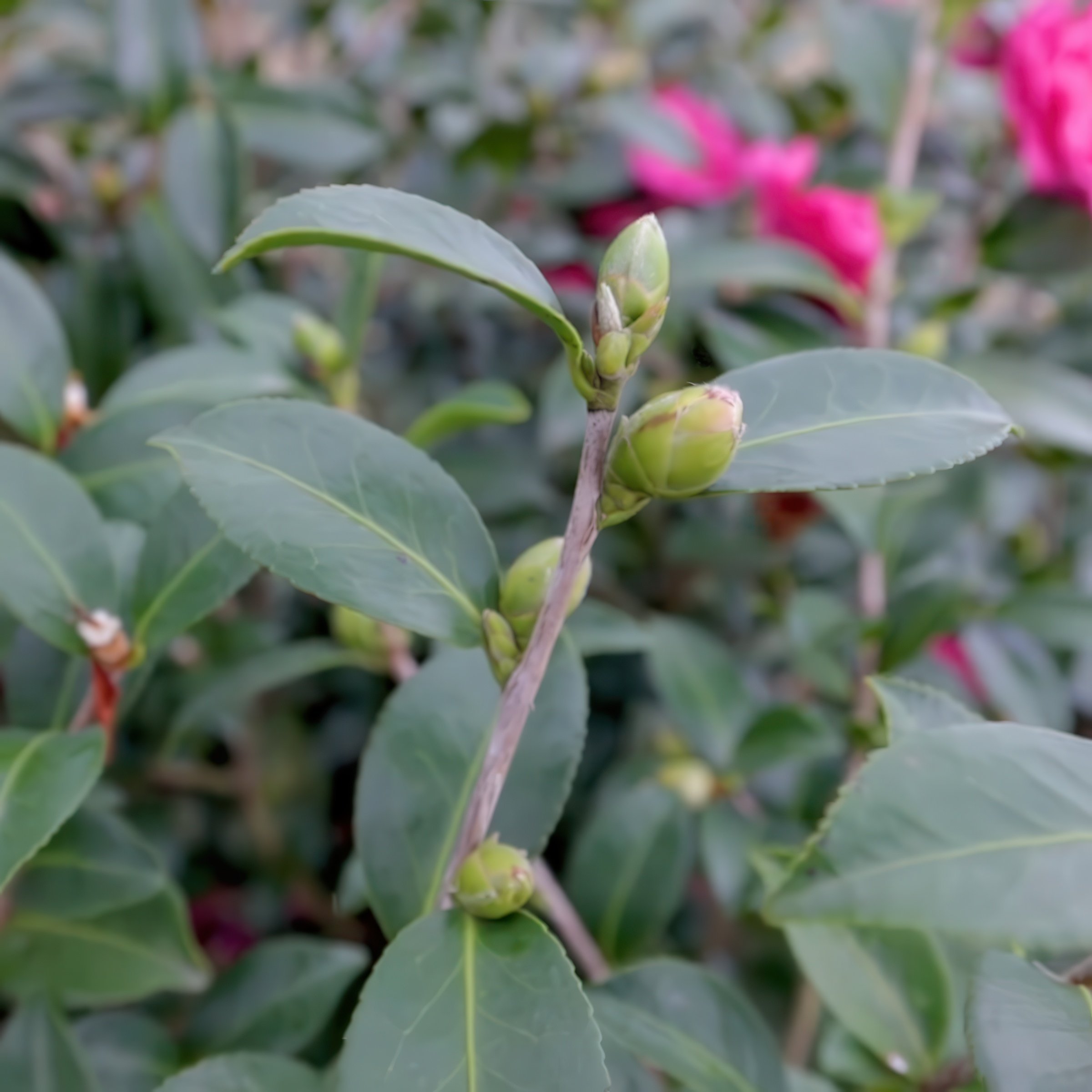 National Plant Network LW2801 shrubs - View #7