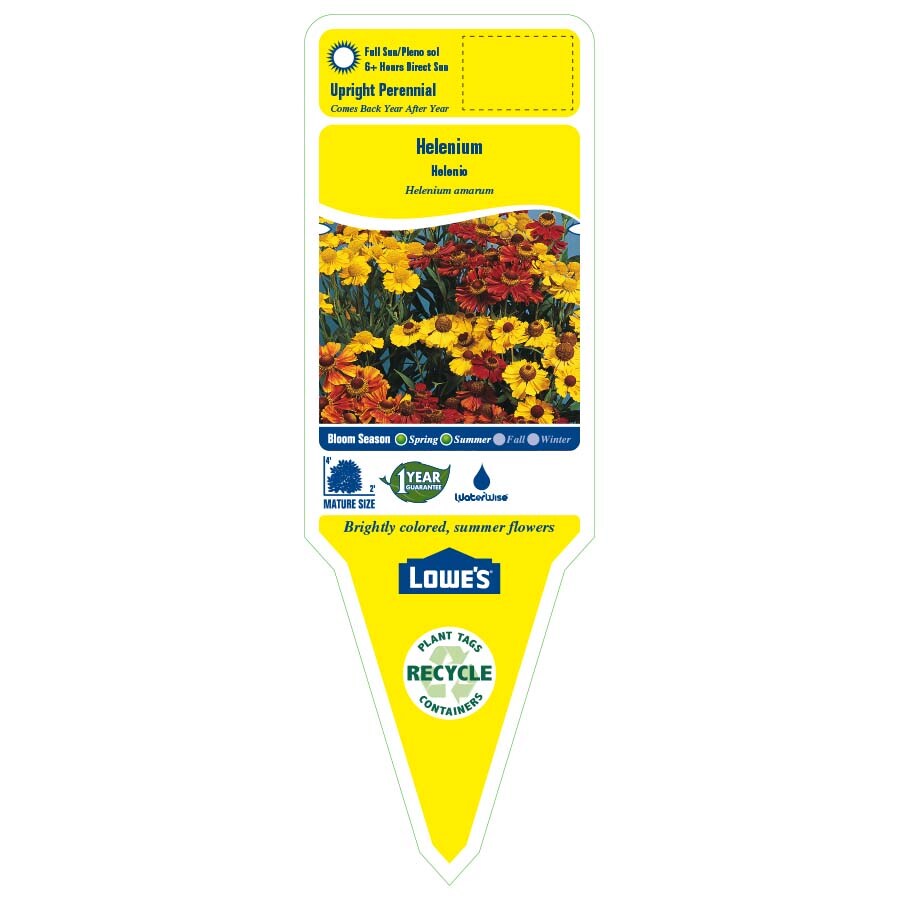 Lowe's NURSERY perennials - View #2
