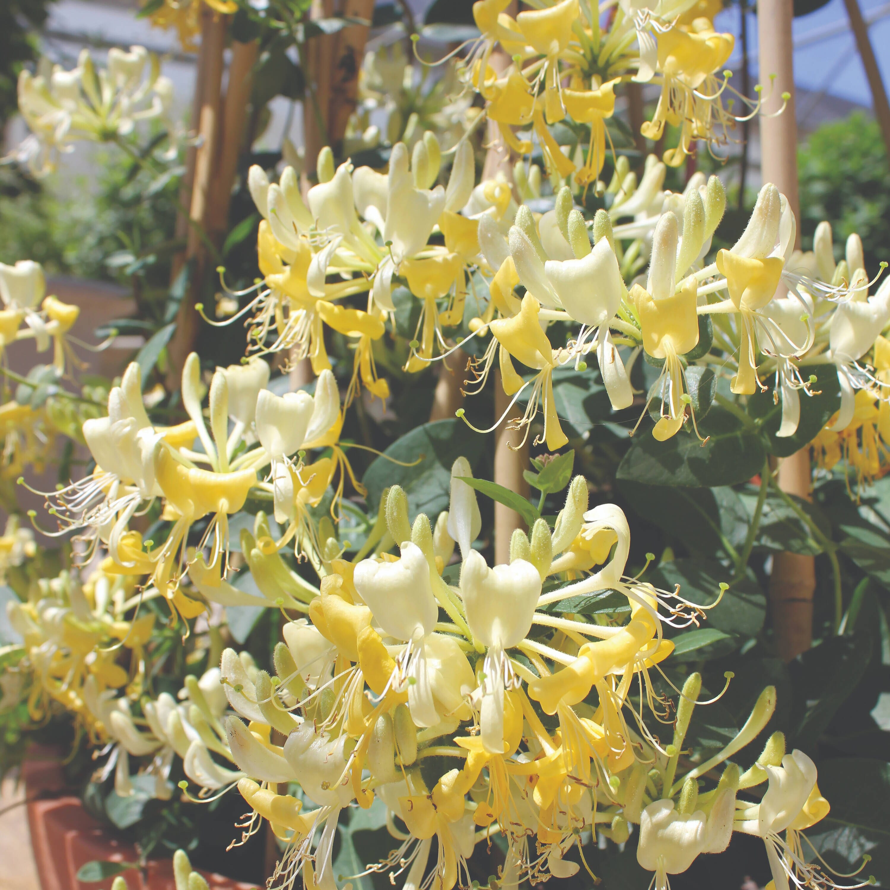Proven Winners Yellow 'scentsation' Honeysuckle (lonicera) Flowering Shrub in 1-Quart Pot