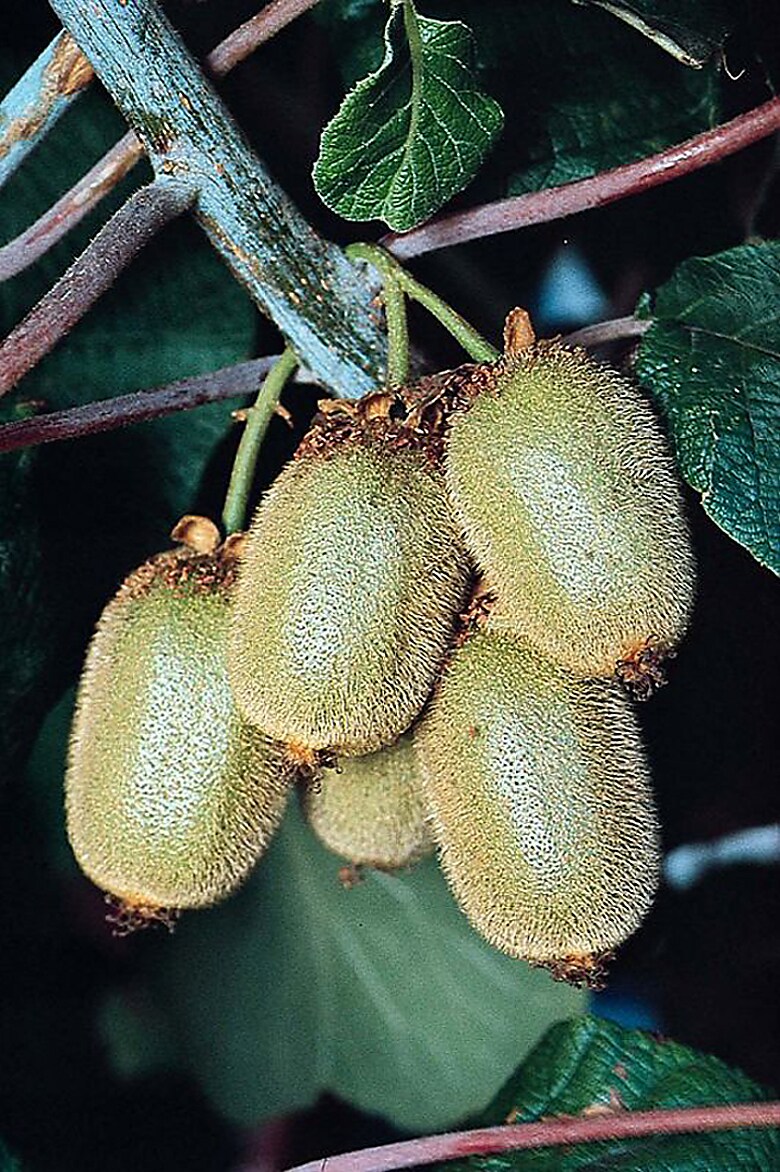 Monrovia 001411 Kiwi Vine Vincent (Female)