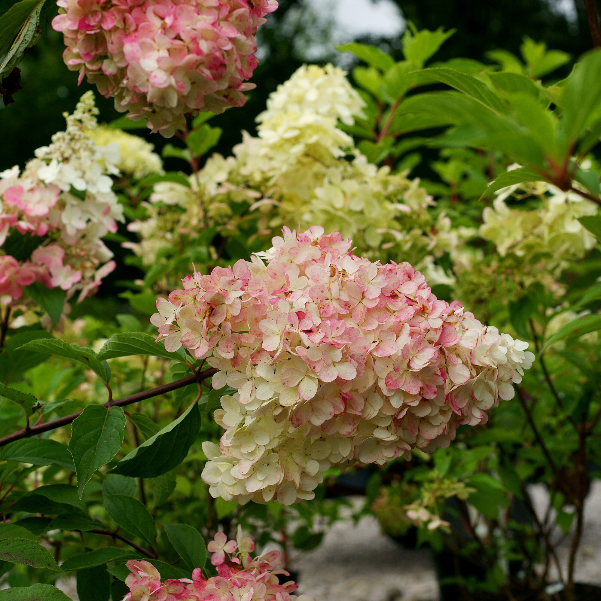 Perfect Plants LOPHANTOMTREE trees - View #3