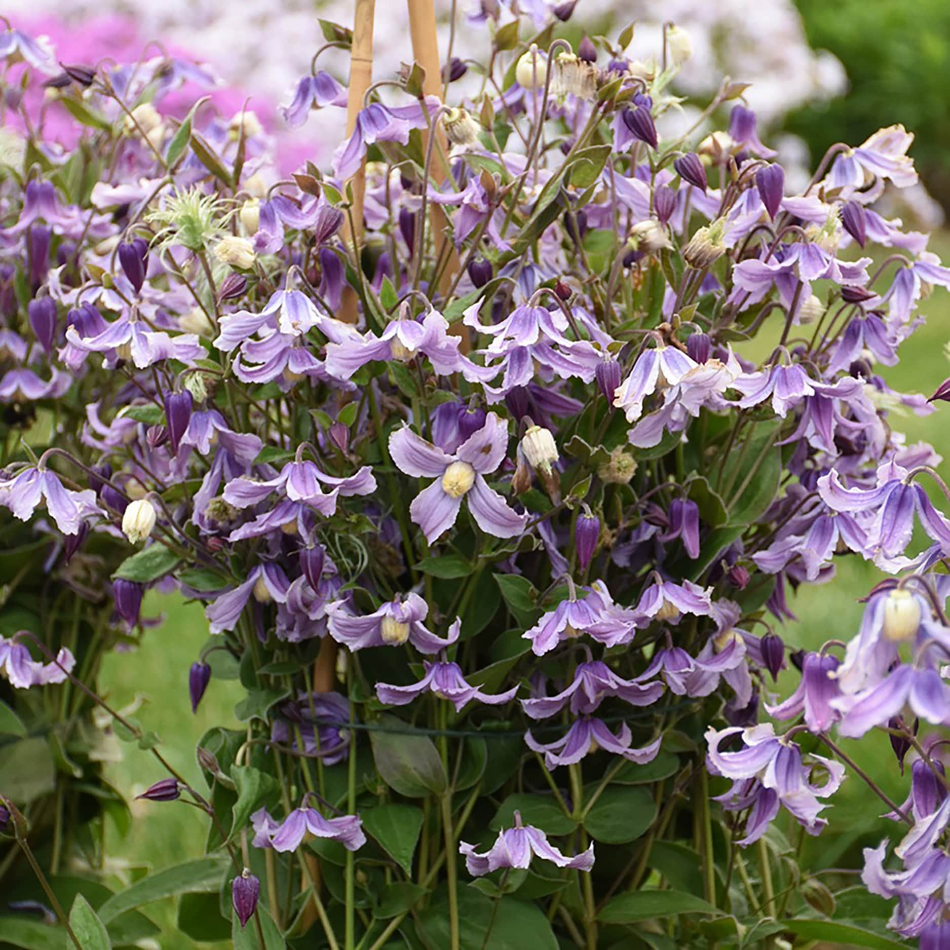 Proven Winners Clematis Plants, Bulbs & Seeds at