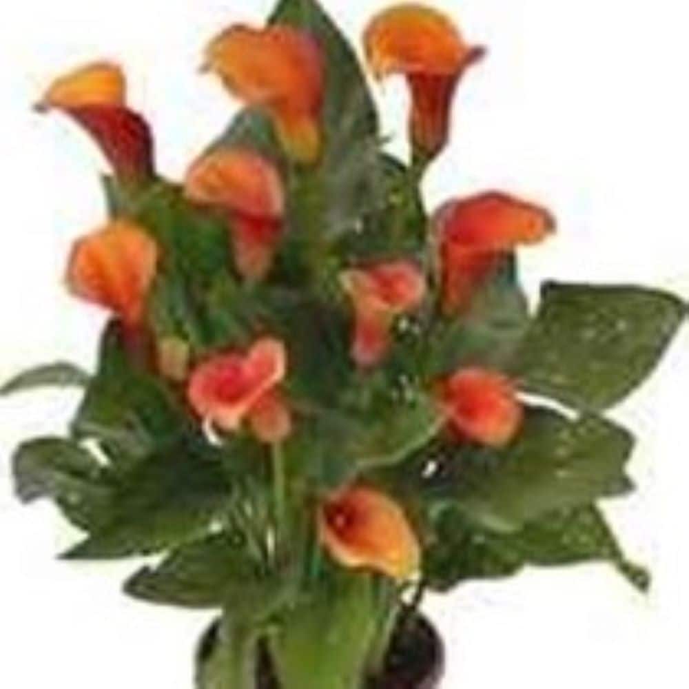Lowe's NURSERY Multicolor Calla Lily Plant in 1 -Quart Pot 1 -Pack