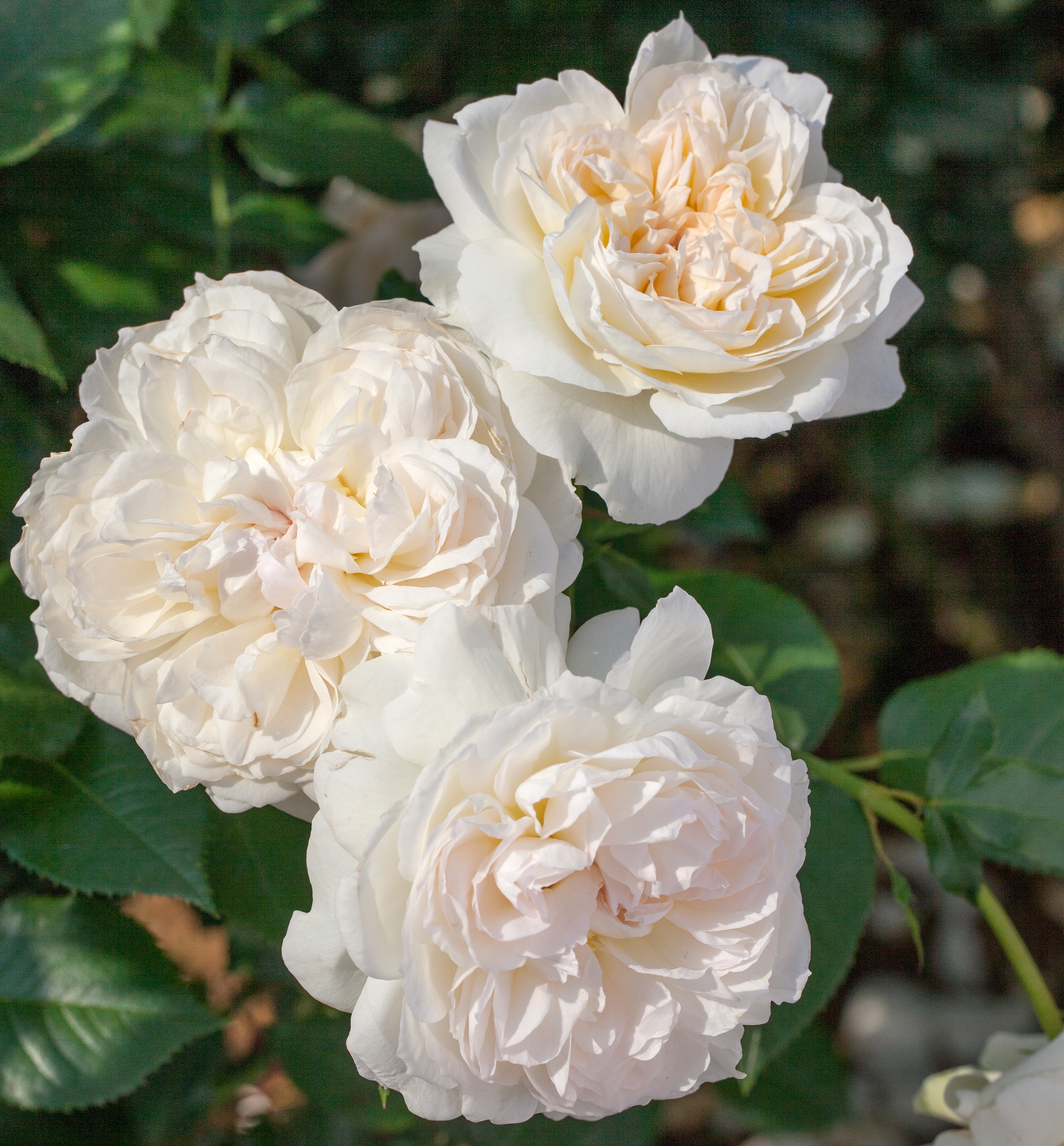 Lowe's 13ROS2BOL roses - View #3