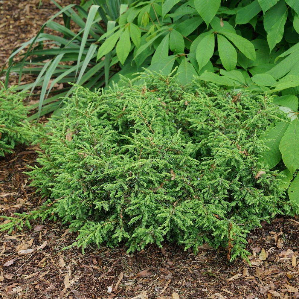 Foundation/Hedge Tortuga Juniper (Juniperus) Shrubs Near Me at Lowes.com